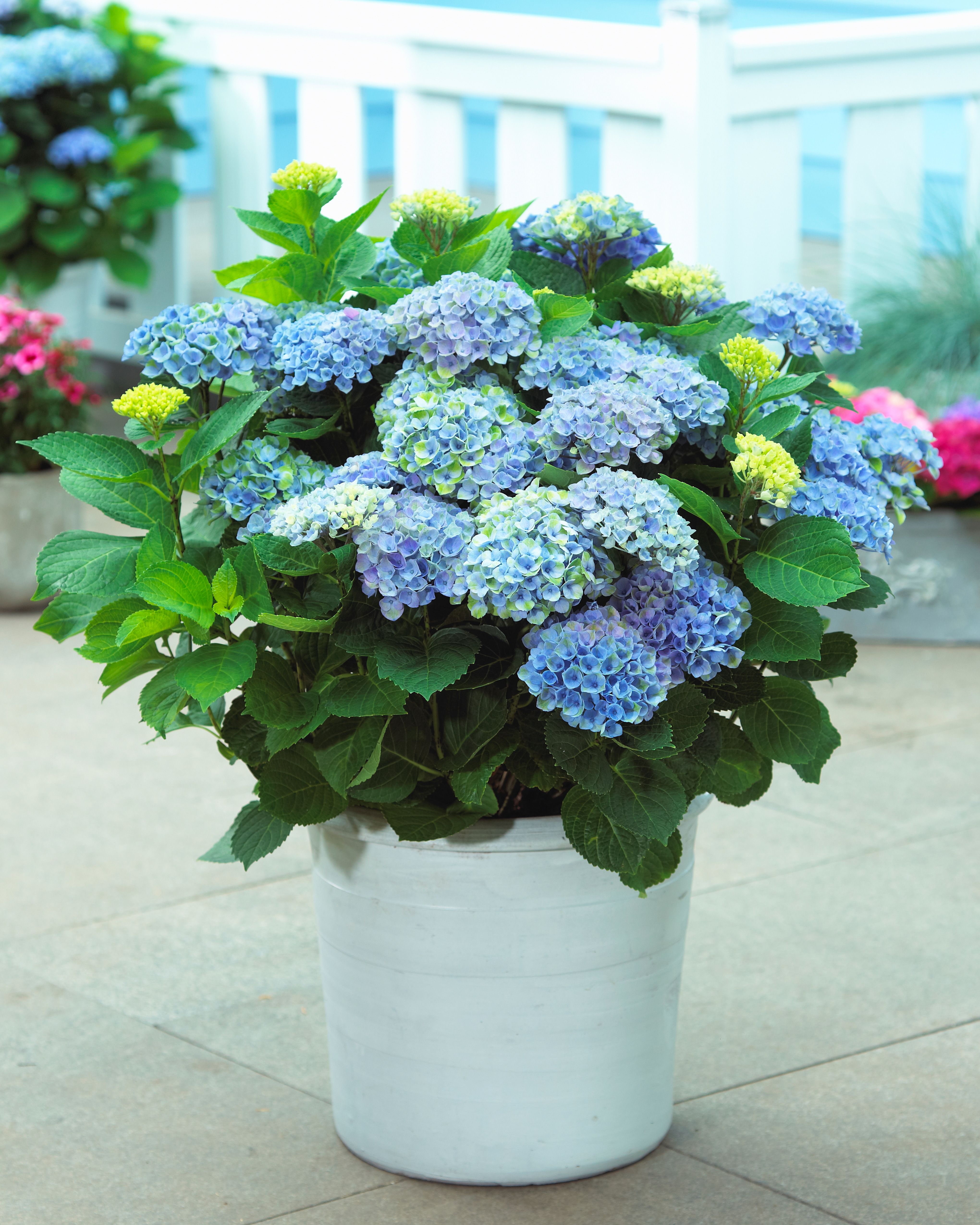 images/plants/hydrangea/hyd-magical-everlasting-revolution/hyd-magical-everlasting-revolution-0123.jpg