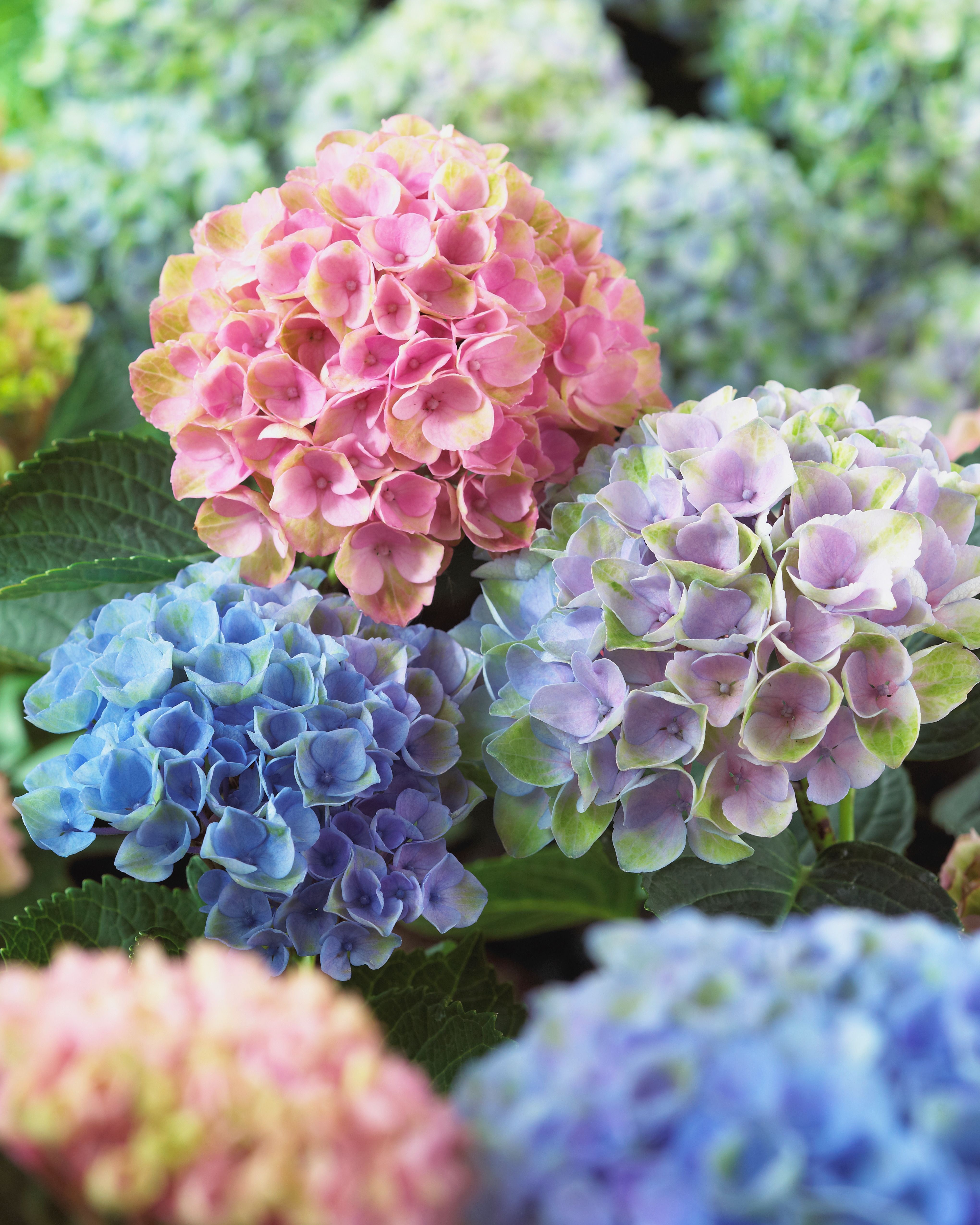 images/plants/hydrangea/hyd-magical-everlasting-revolution/hyd-magical-everlasting-revolution-0126.jpg