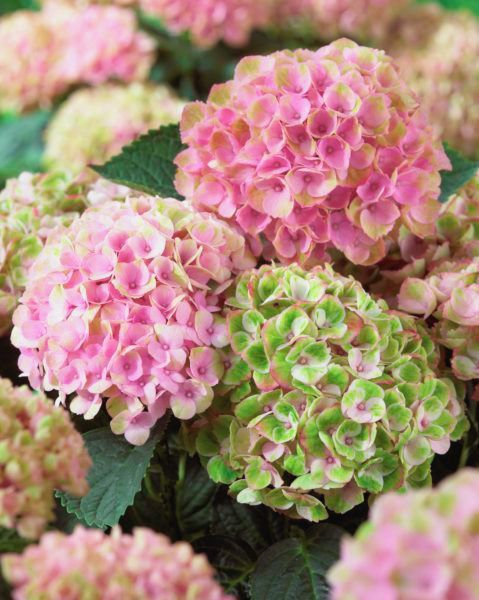 images/plants/hydrangea/hyd-magical-everlasting-revolution/hyd-magical-everlasting-revolution-0127.jpg