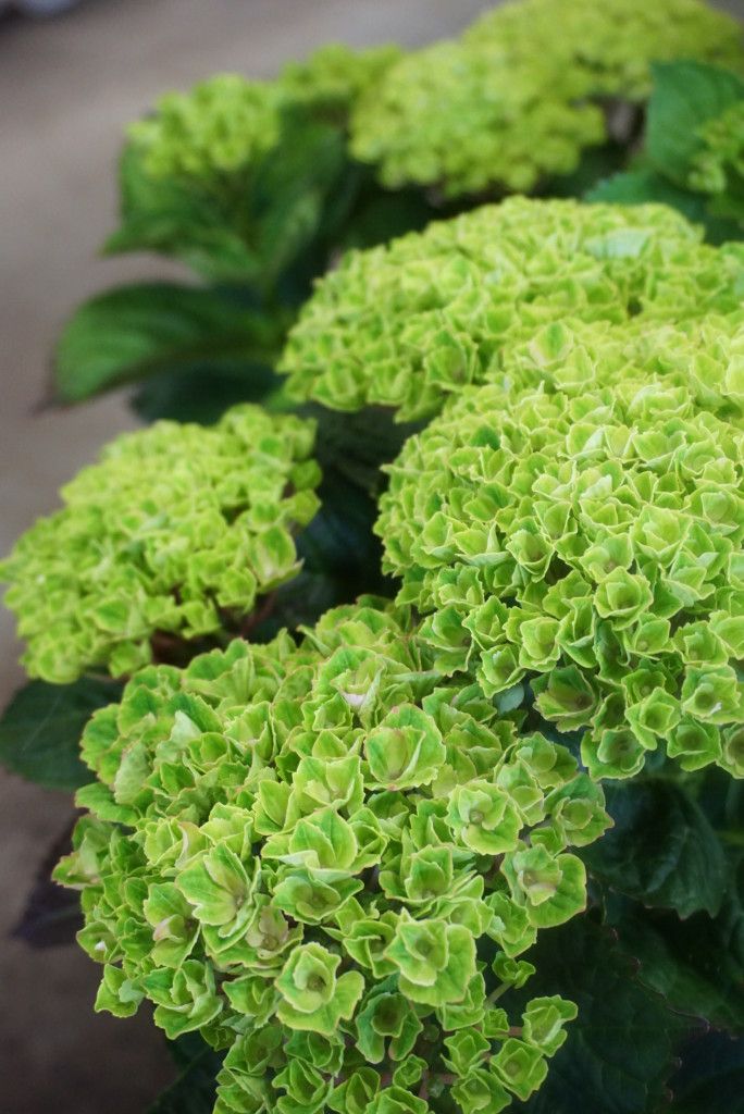 images/plants/hydrangea/hyd-magical-green-revolution/hyd-magical-green-revolution-0002.jpg