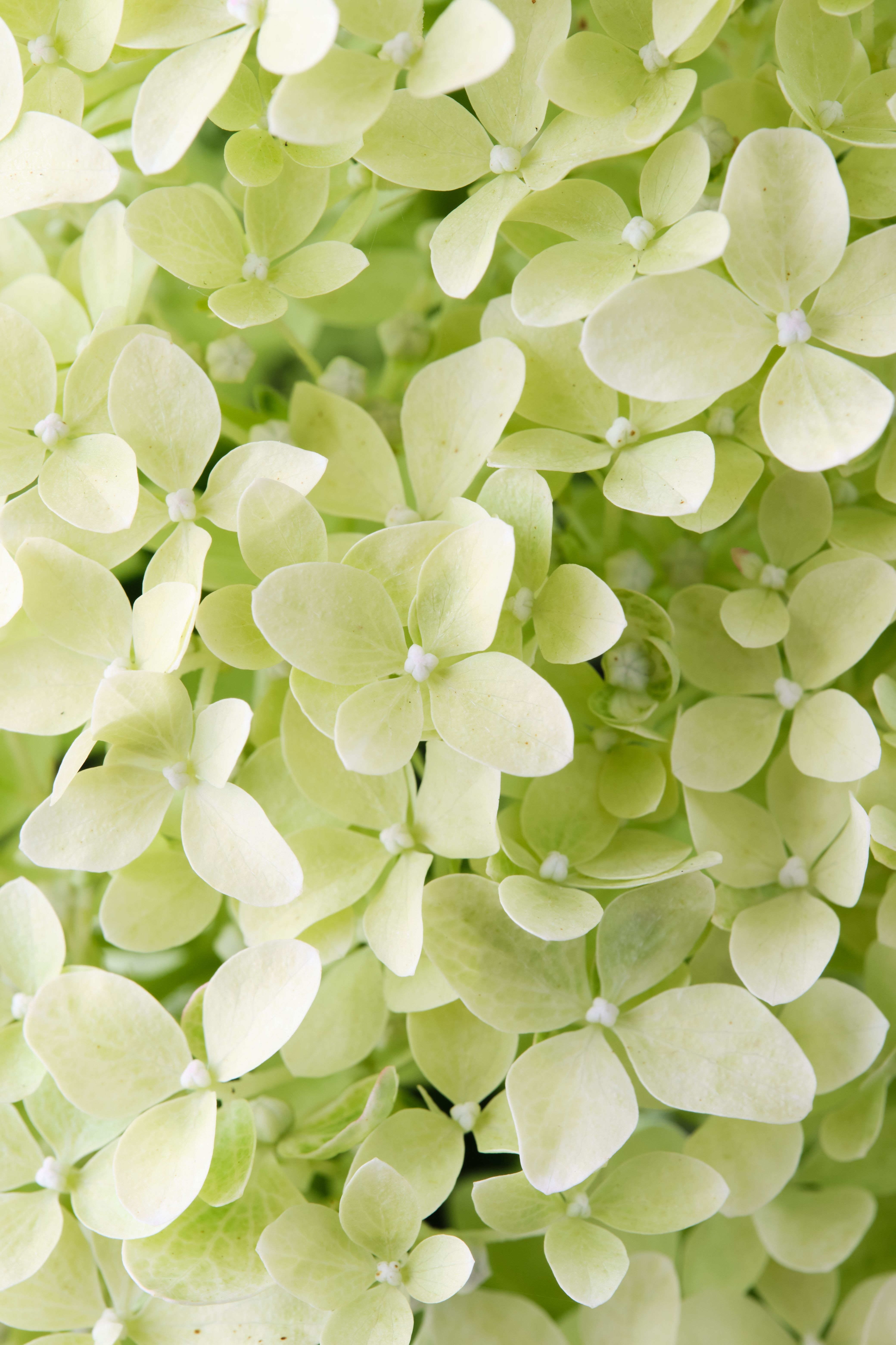 images/plants/hydrangea/hyd-magical-lime-sparkle/hyd-pan-magical-lime-sparkle-0001.jpg