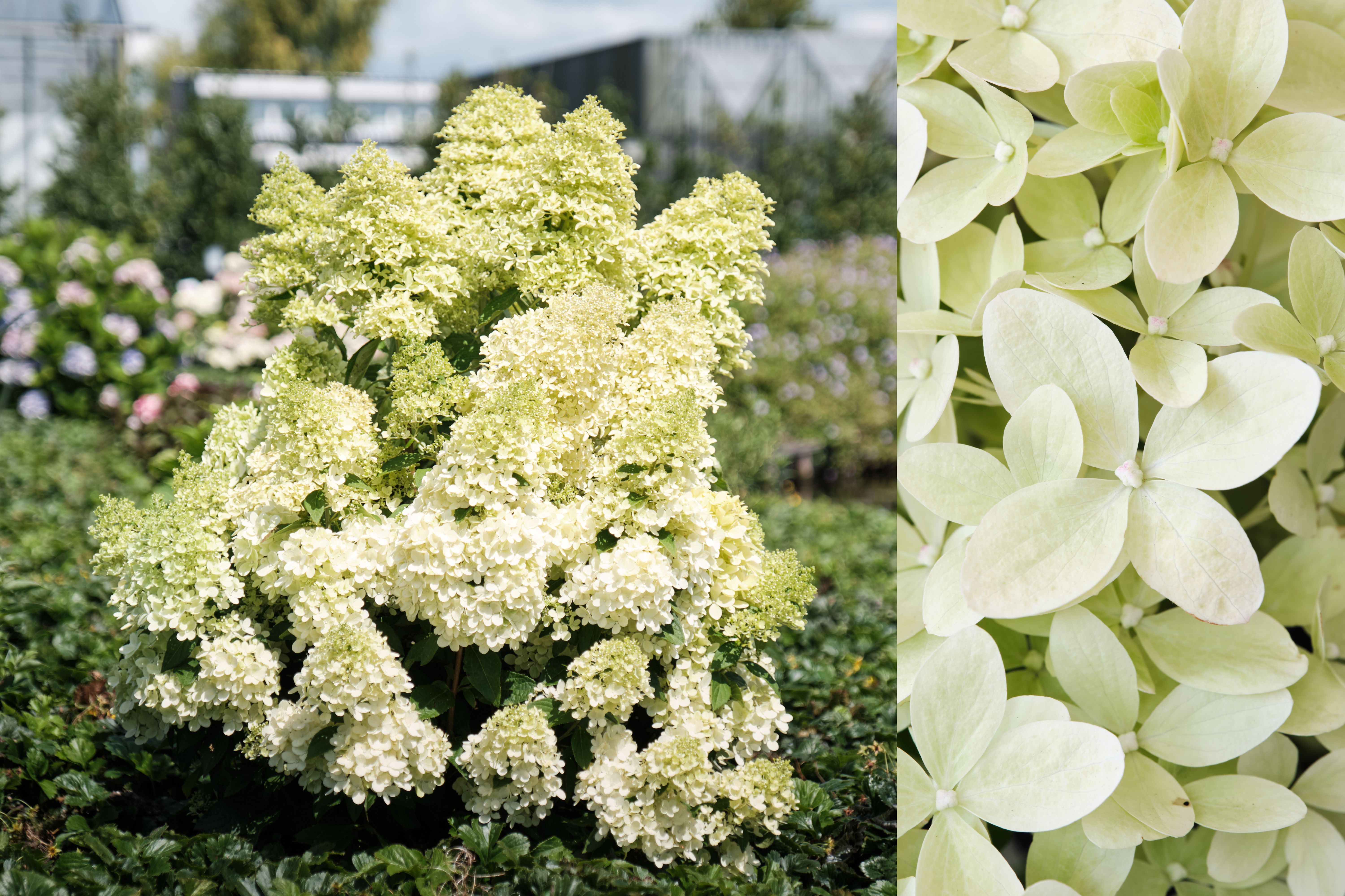 images/plants/hydrangea/hyd-magical-lime-sparkle/hyd-pan-magical-lime-sparkle-0004.jpg