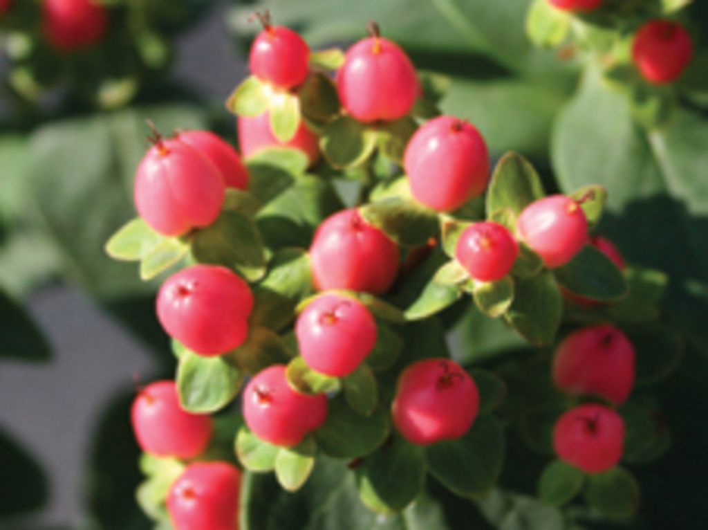 images/plants/hypericum/hyp-red-star/hyp-red-star-0001.jpg