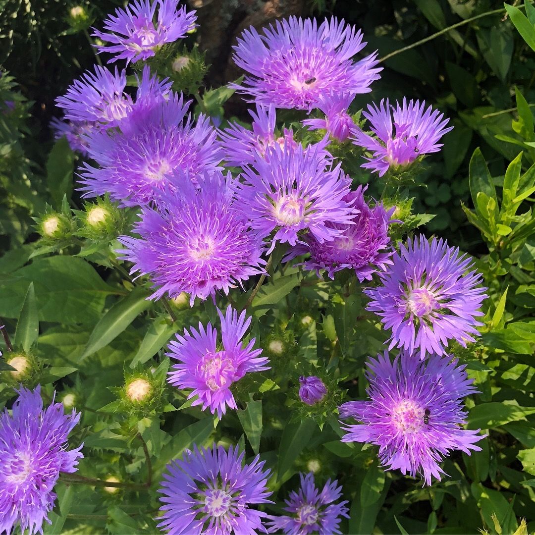 images/plants/stokesia/sto-mels-blue/sto-mels-blue-0002.jpg