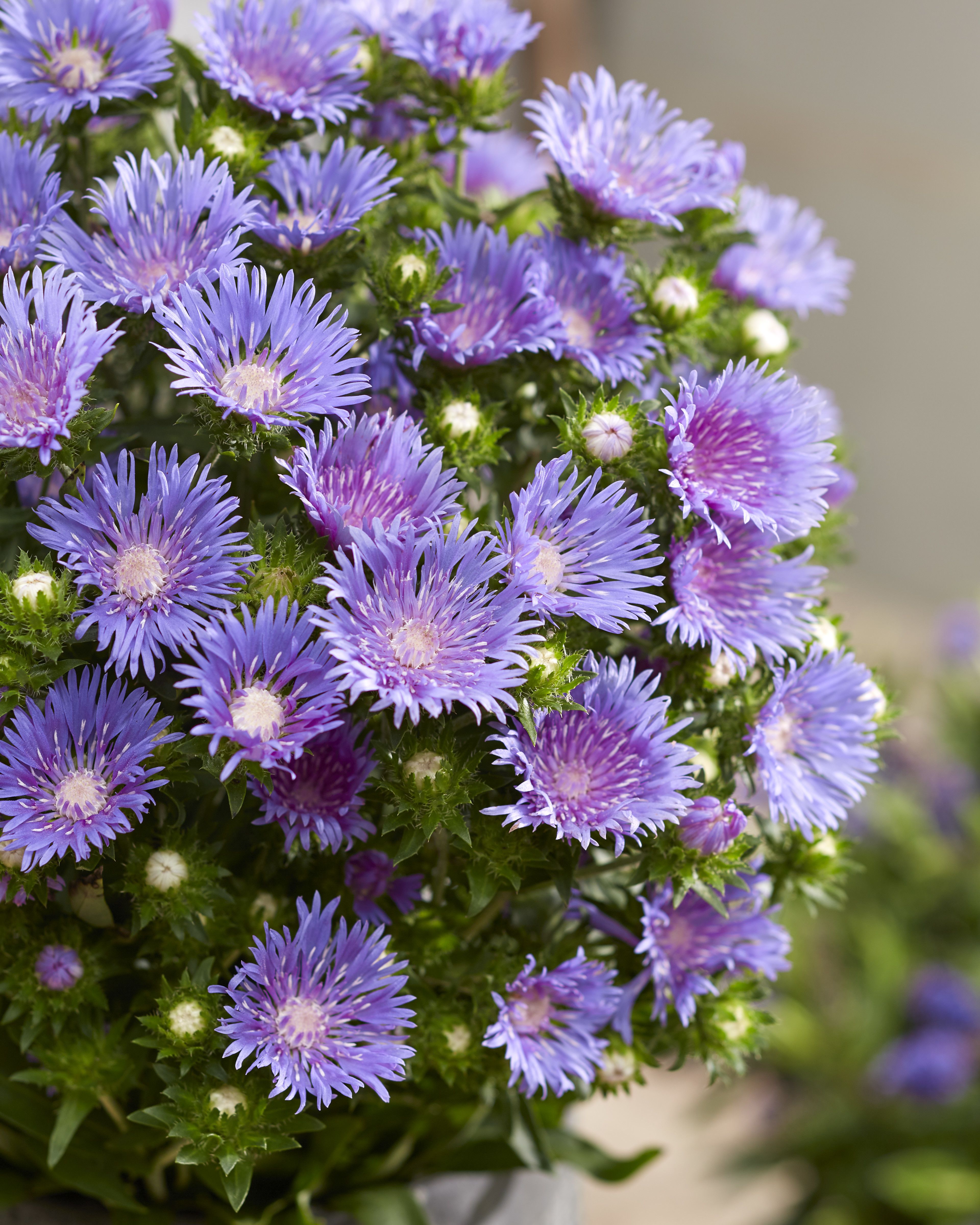 images/plants/stokesia/sto-mels-blue/sto-mels-blue-0010.jpg