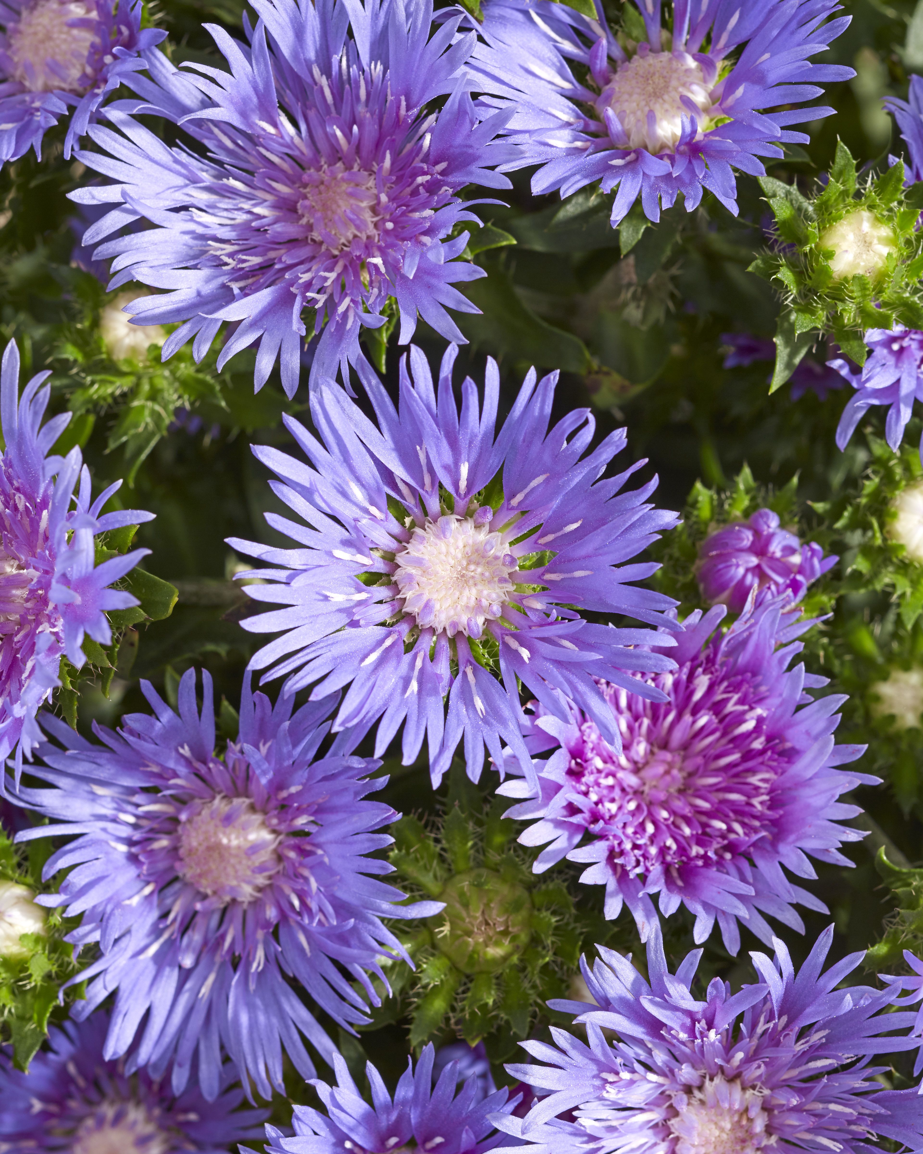 images/plants/stokesia/sto-mels-blue/sto-mels-blue-0011.jpg