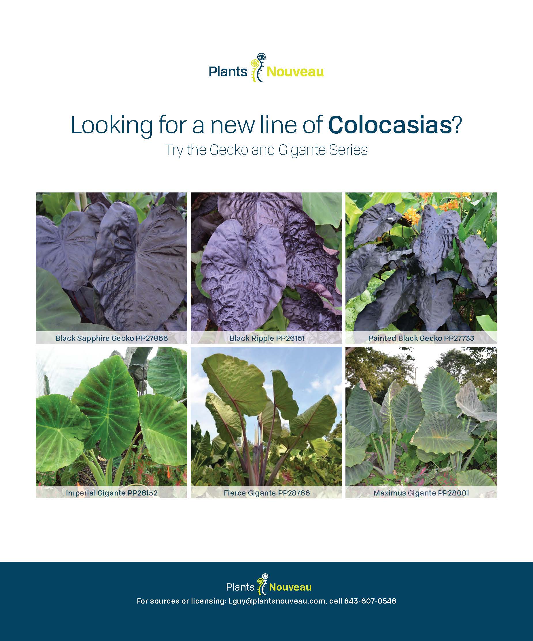 colocasiasad_fullpage_0921