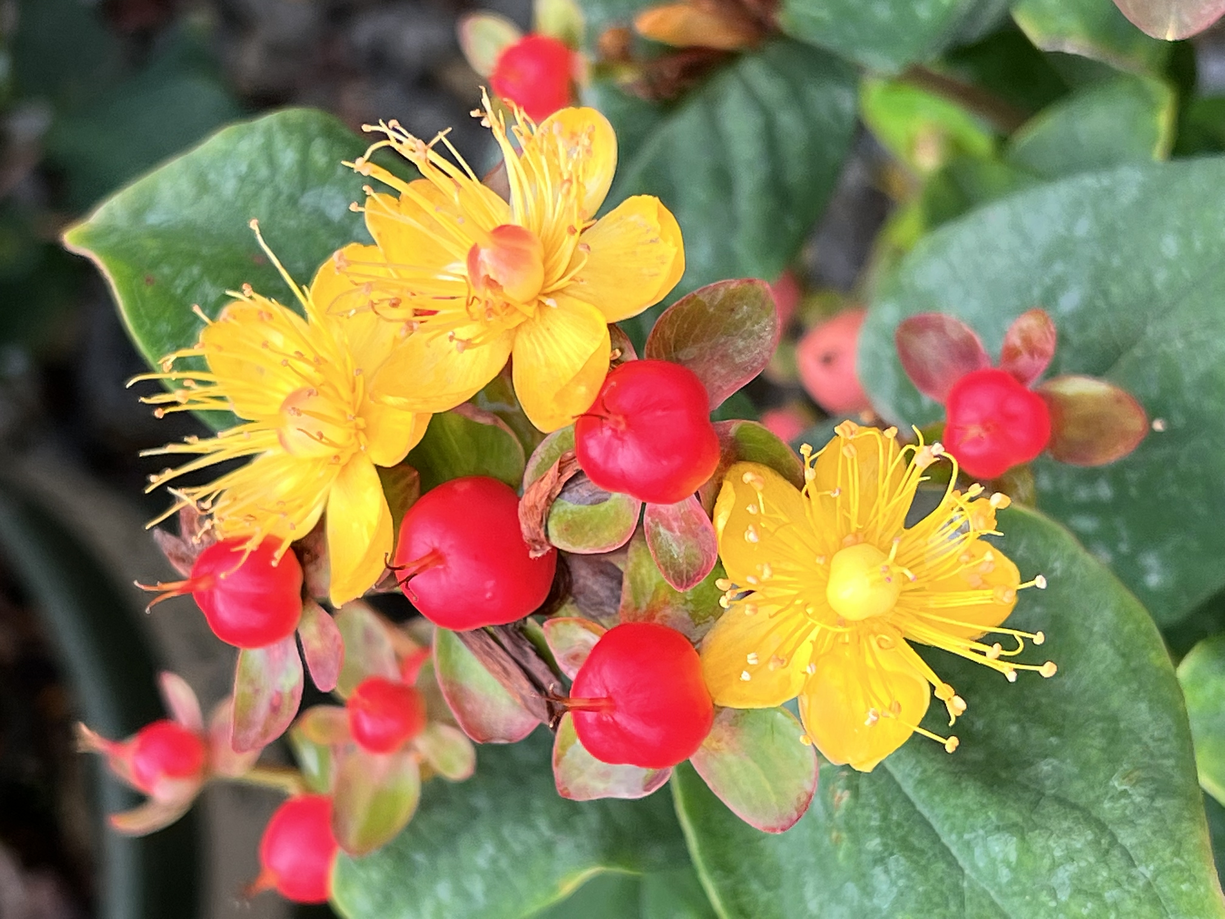 Hypericum inodorum FloralBerry™ Rosé