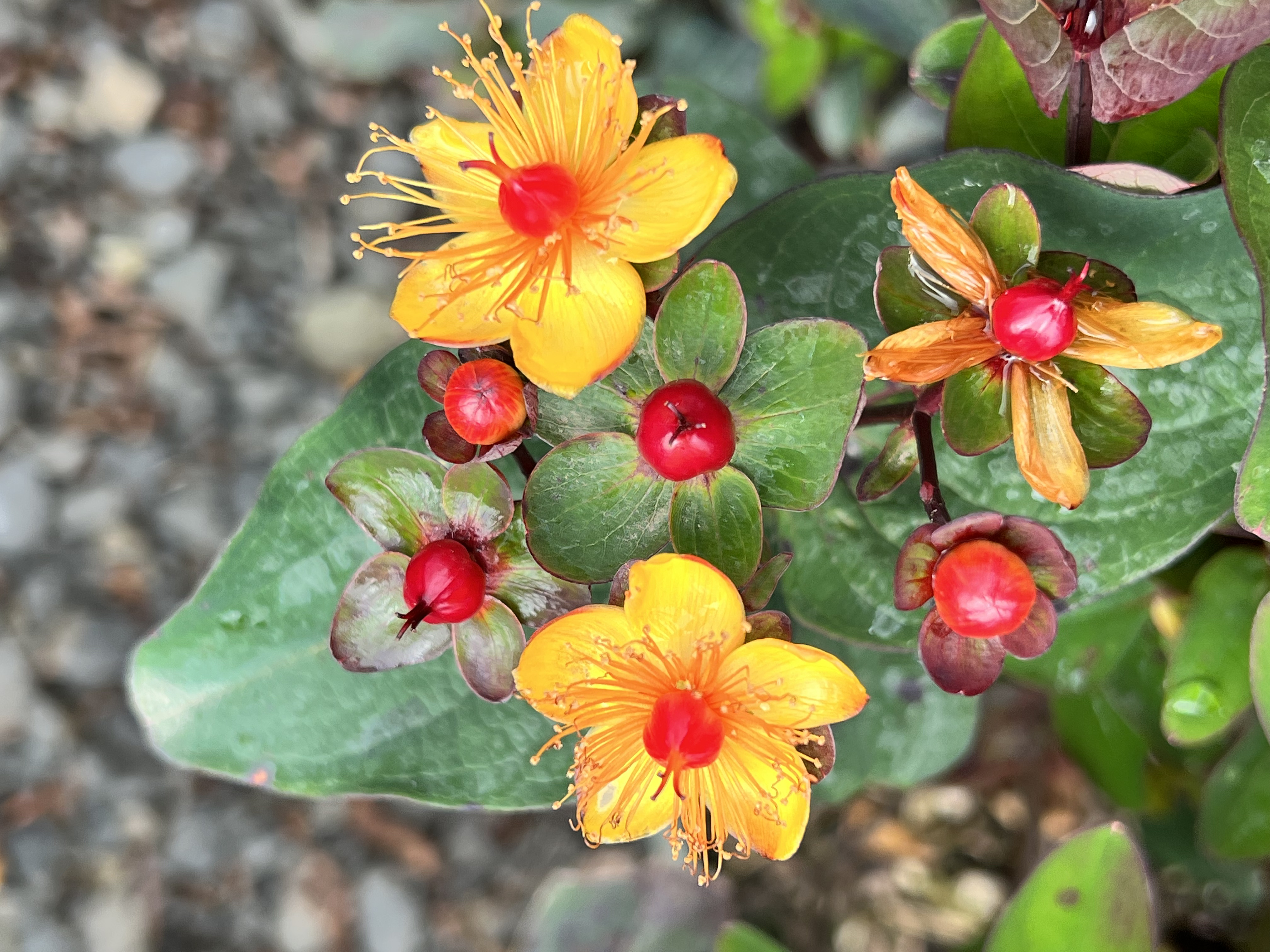 Hypericum inodorum FloralBerry™ Sangria