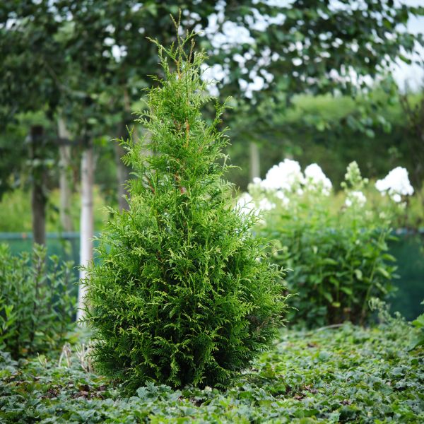 Thuja x Junior Giant