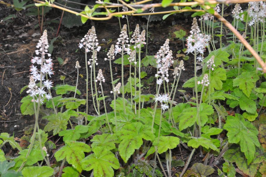 Tiarella River Lehigh