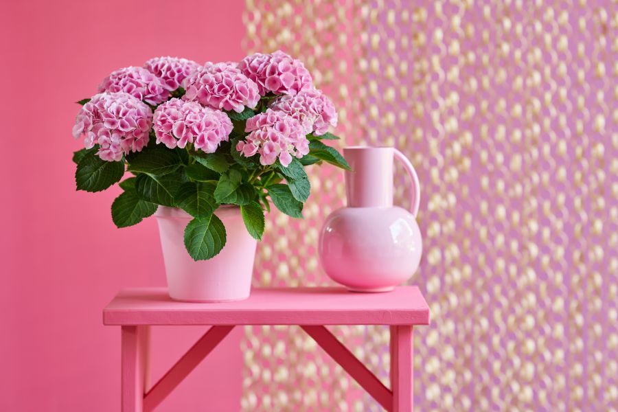 Hydrangea macrophylla Magical® Elizabeth Ashley™