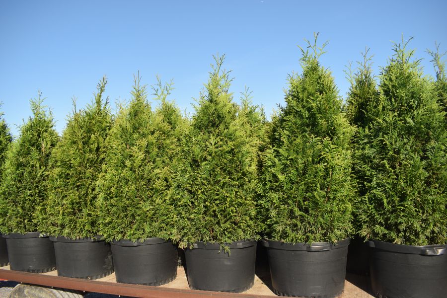Thuja x Junior Giant