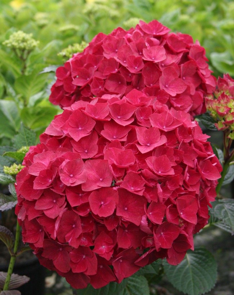 images/plants/hydrangea/hyd-magical-ruby-red/hyd-magical-ruby-red-0001.jpg