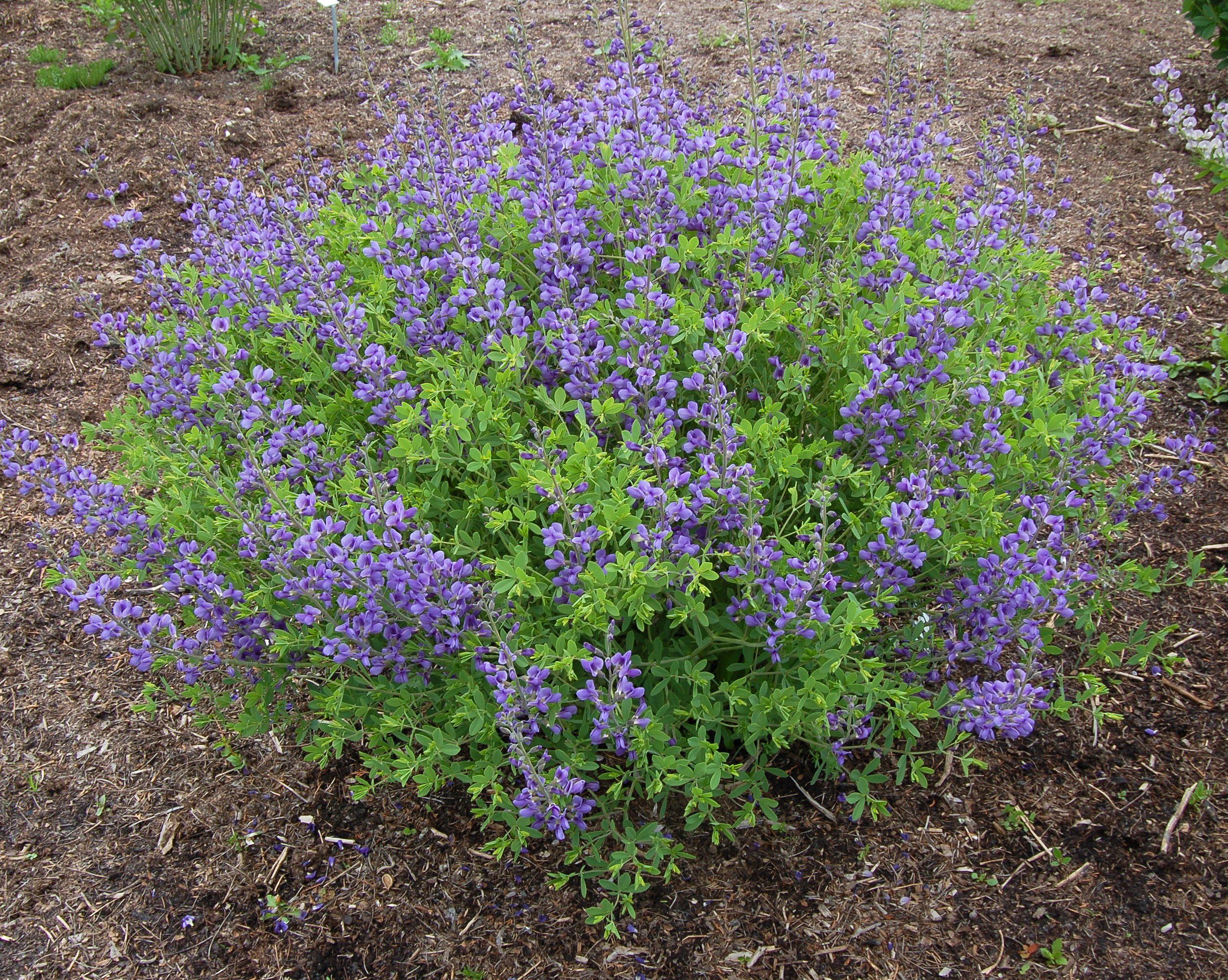 images/plants/baptisia/bap-blue-mound/bap-blue-mound-0001.jpg