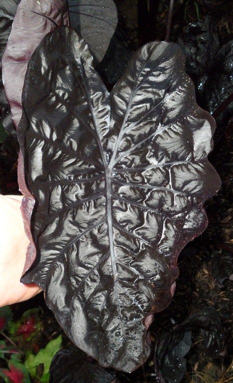 images/plants/colocasia/col-black-ripple/col-black-ripple-0004.jpg