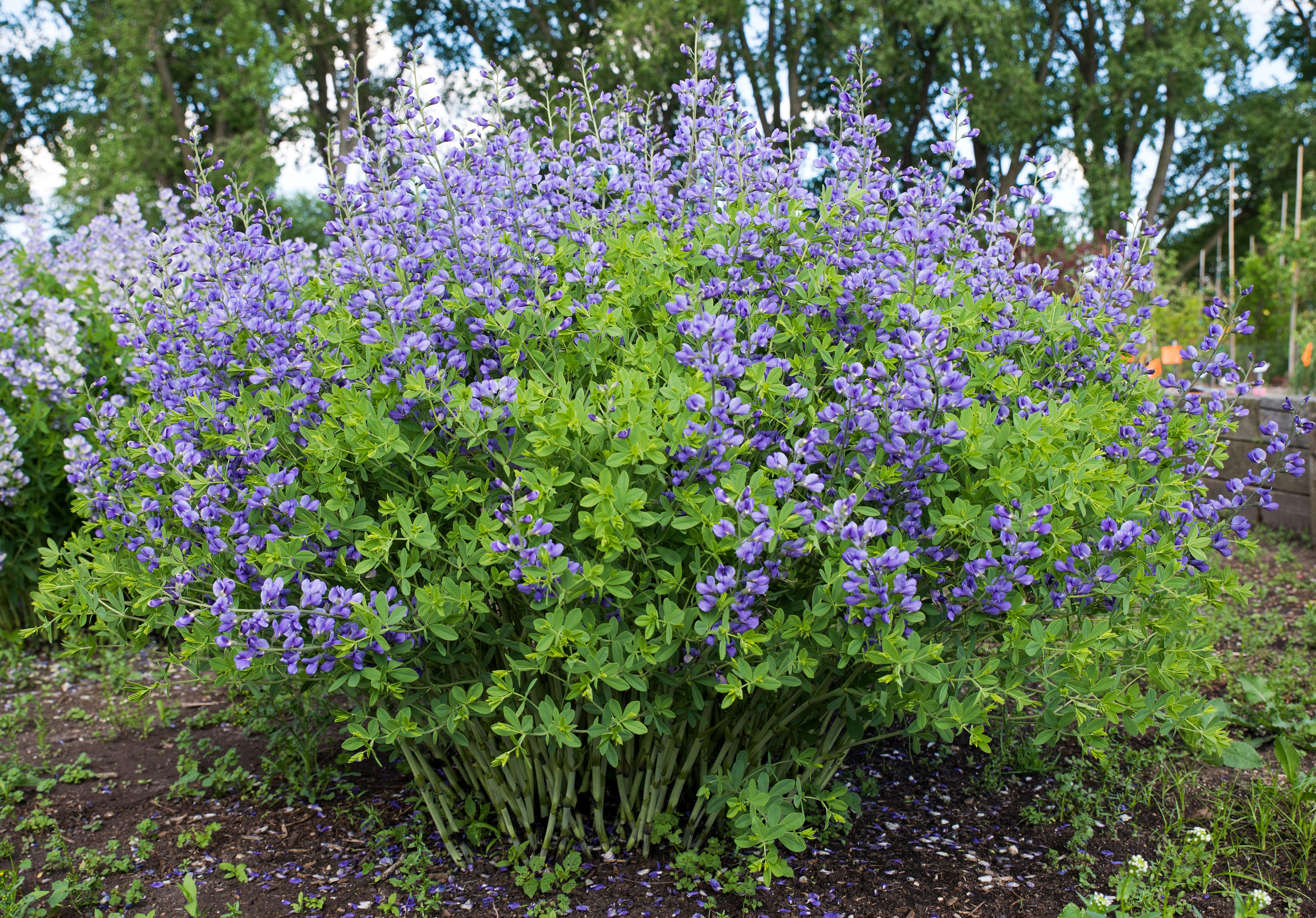 images/plants/baptisia/bap-blue-mound/bap-blue-mound-0005.jpg