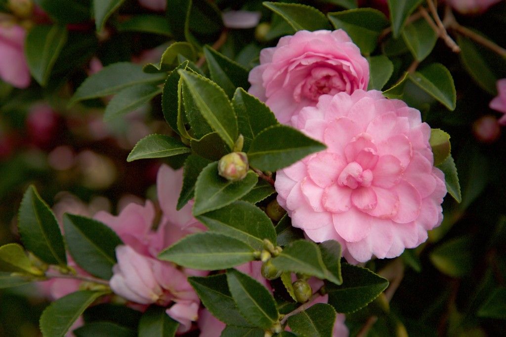 images/plants/camellia/cam-october-magic-pink-perplexion/cam-october-magic-pink-perplexion-0009.jpg