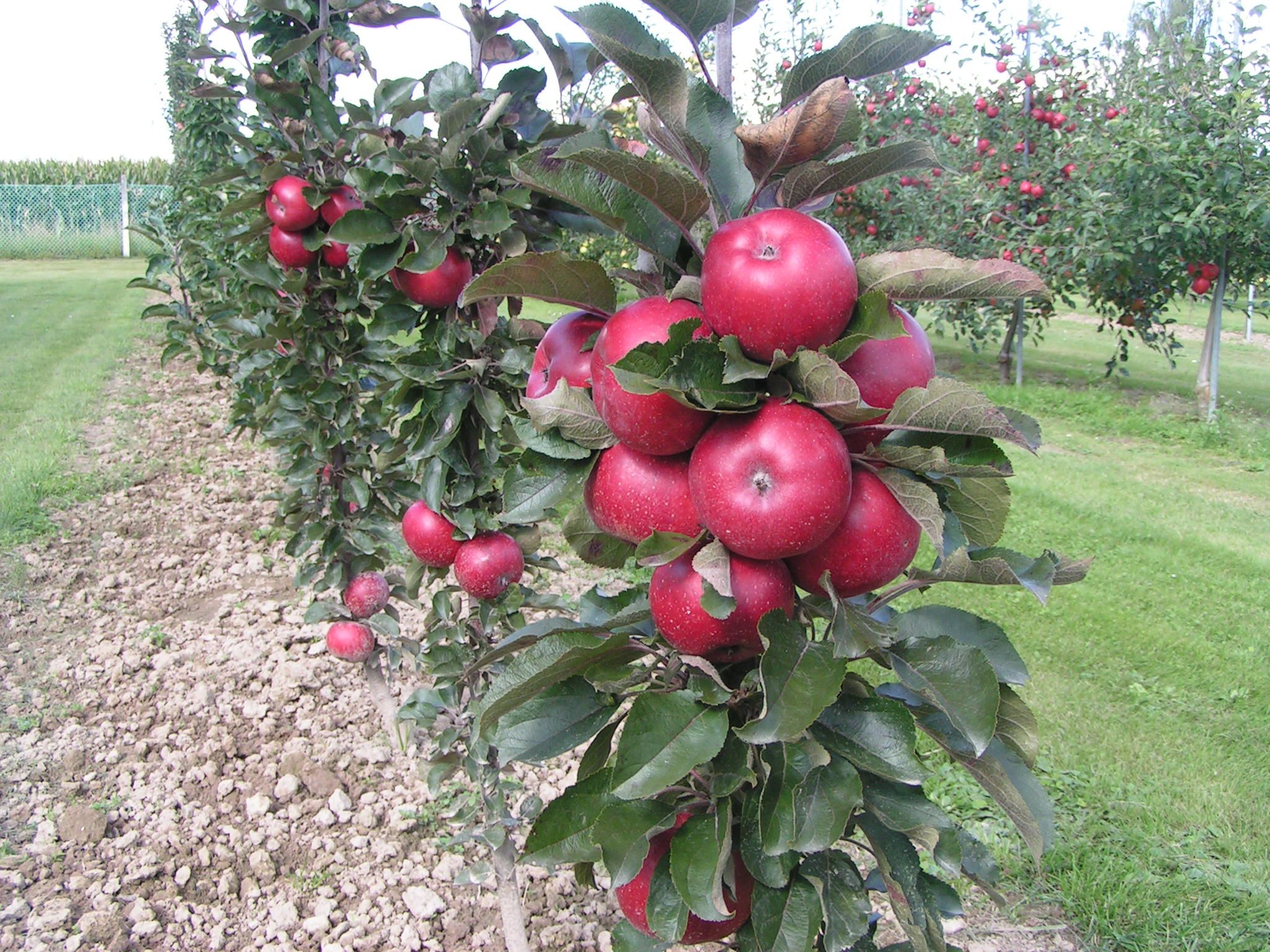 images/plants/malus/mal-all-red/mal-all-red-0012.jpg