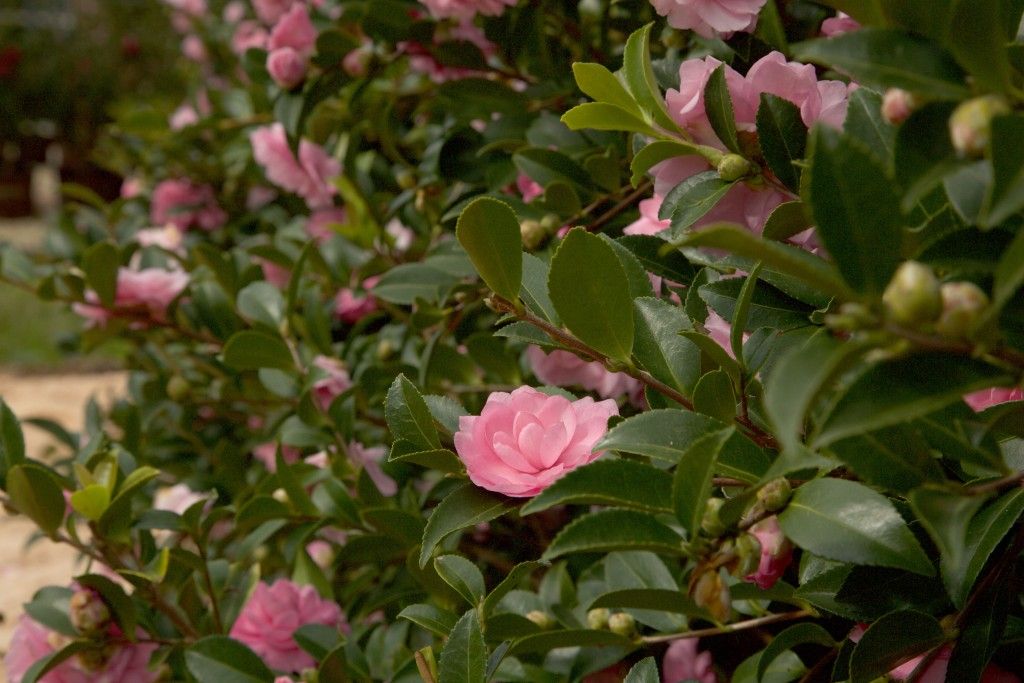 images/plants/camellia/cam-october-magic-pink-perplexion/cam-october-magic-pink-perplexion-0007.jpg