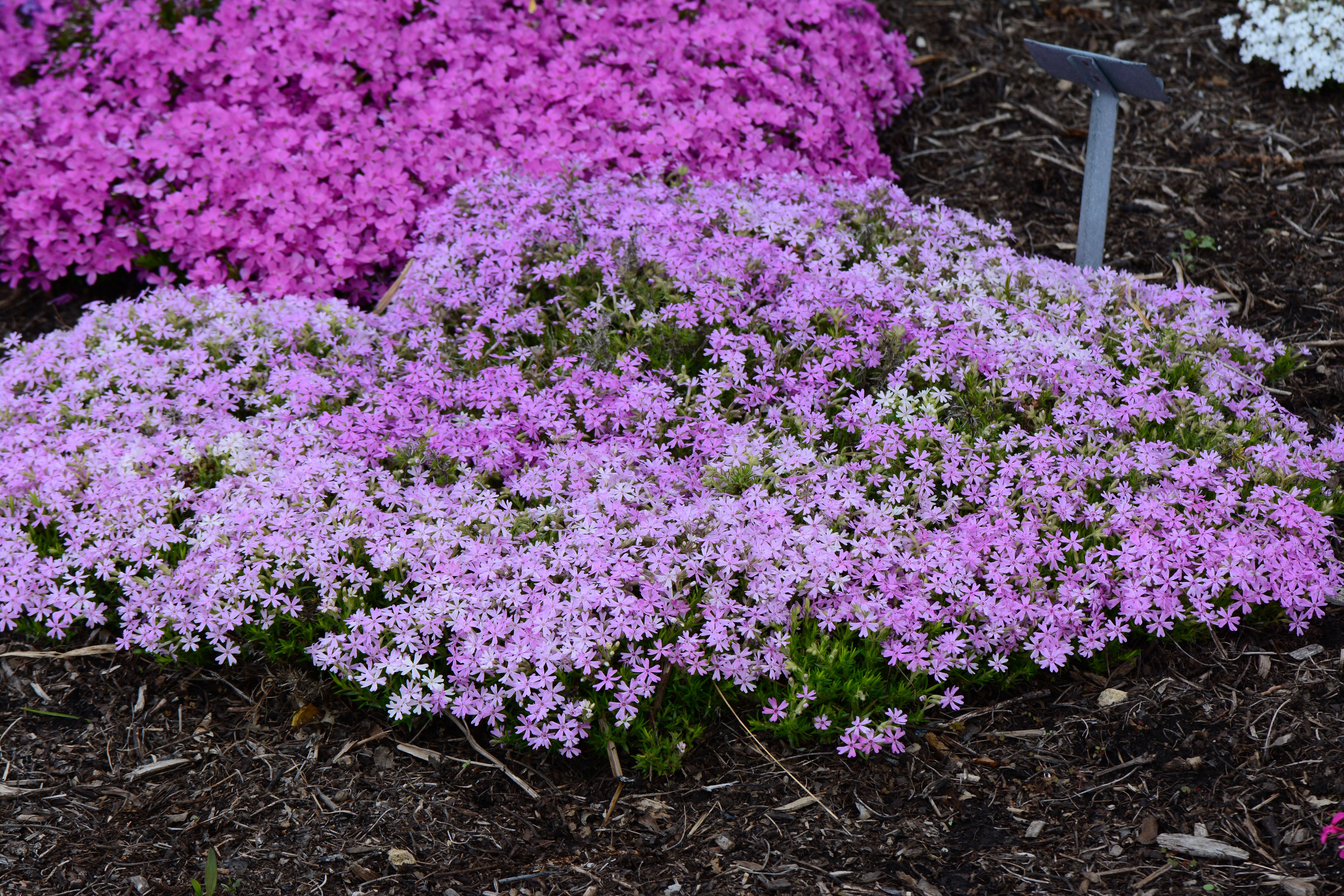 images/plants/phlox/phl-perfectly-puzzling/phl-perfectly-puzzling-0007.jpg