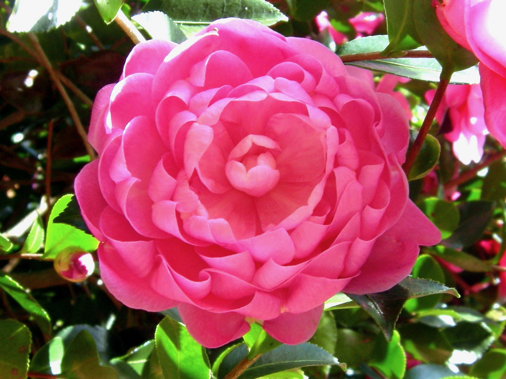 images/plants/camellia/cam-susy-dirr/cam-susy-dirr-0005.jpg