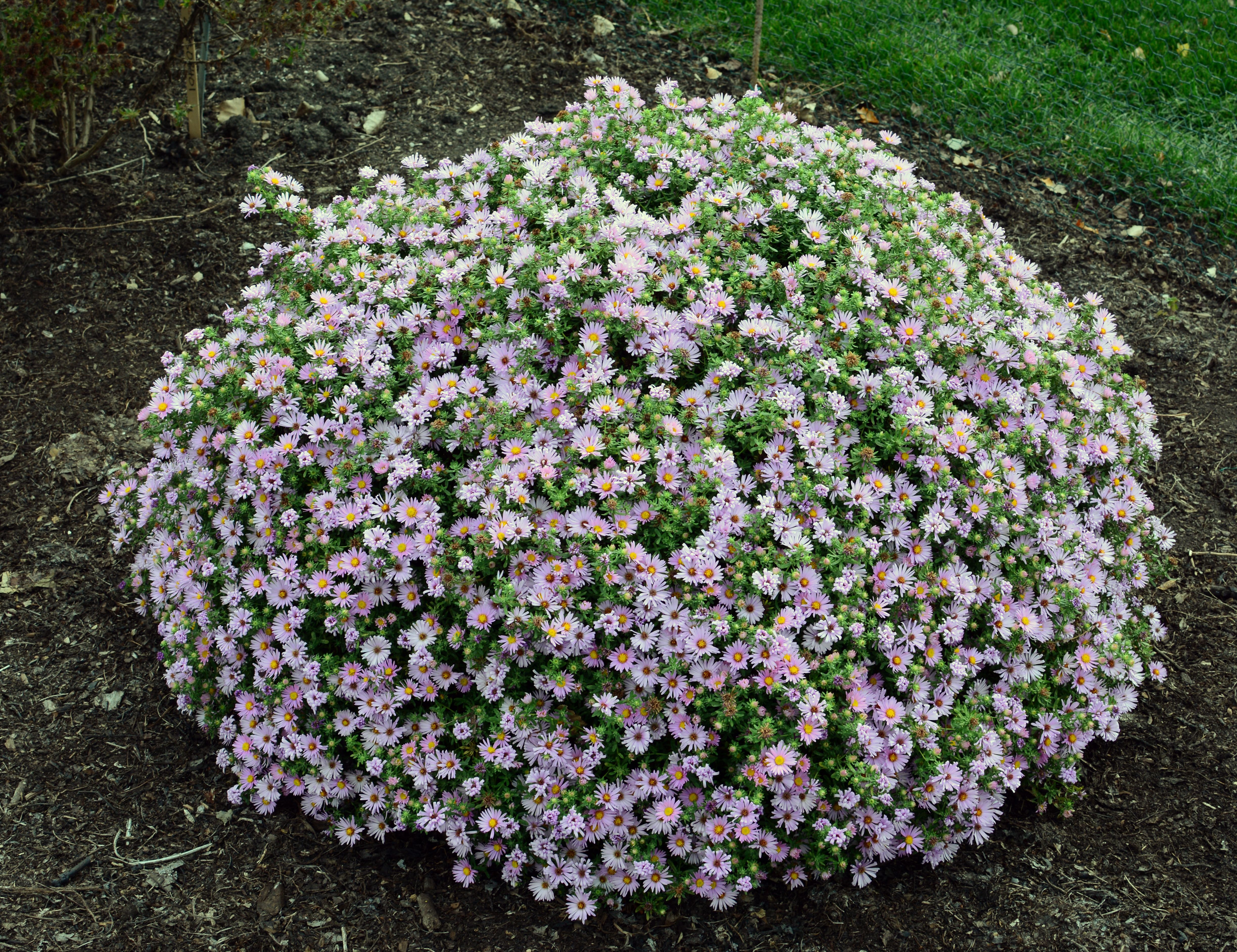 images/plants/aster/ast-billowing-pink/ast-billowing-pink-0007.jpg