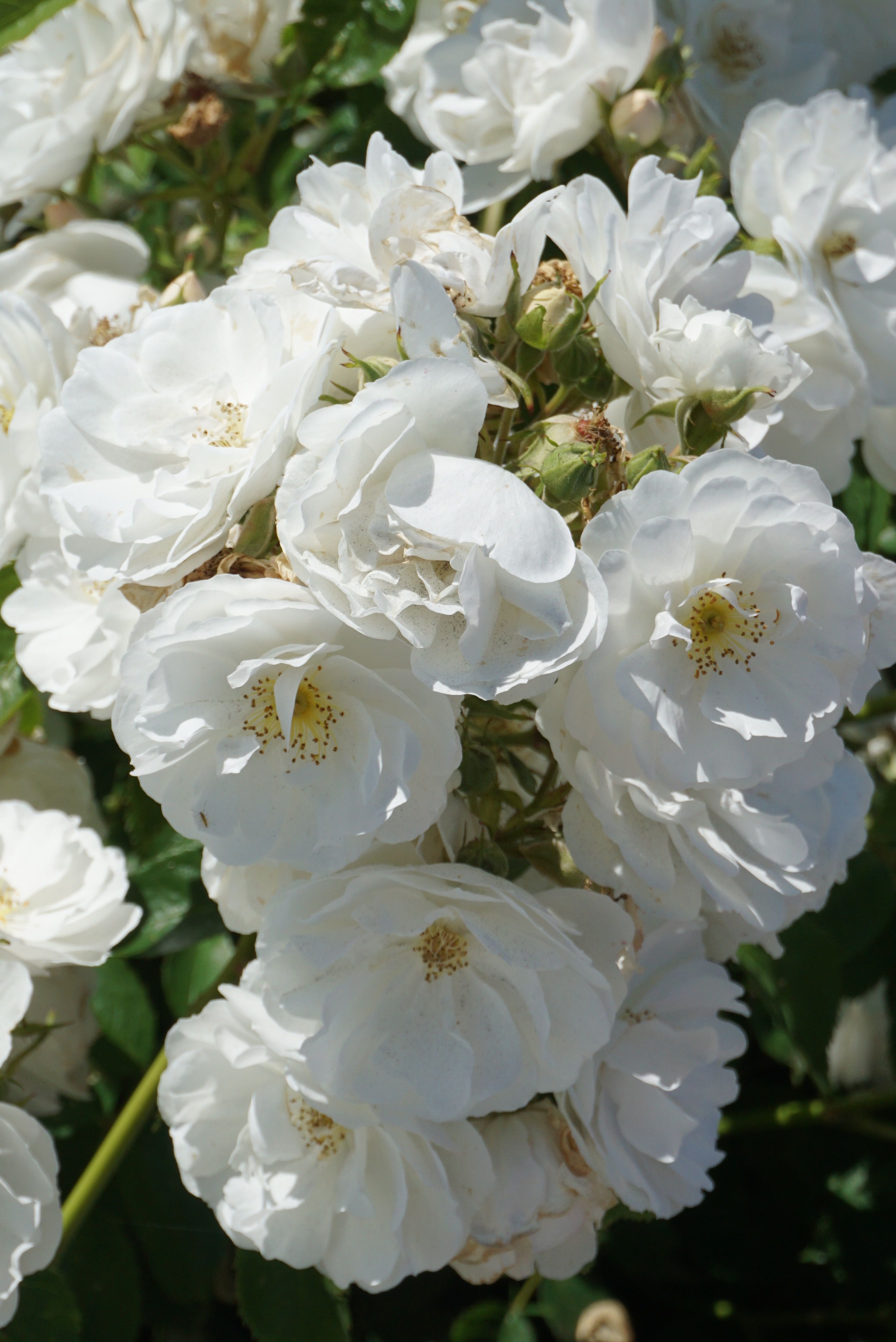 images/plants/rosa/ros-nitty-gritty-white/ros-nitty-gritty-white-0008.jpg