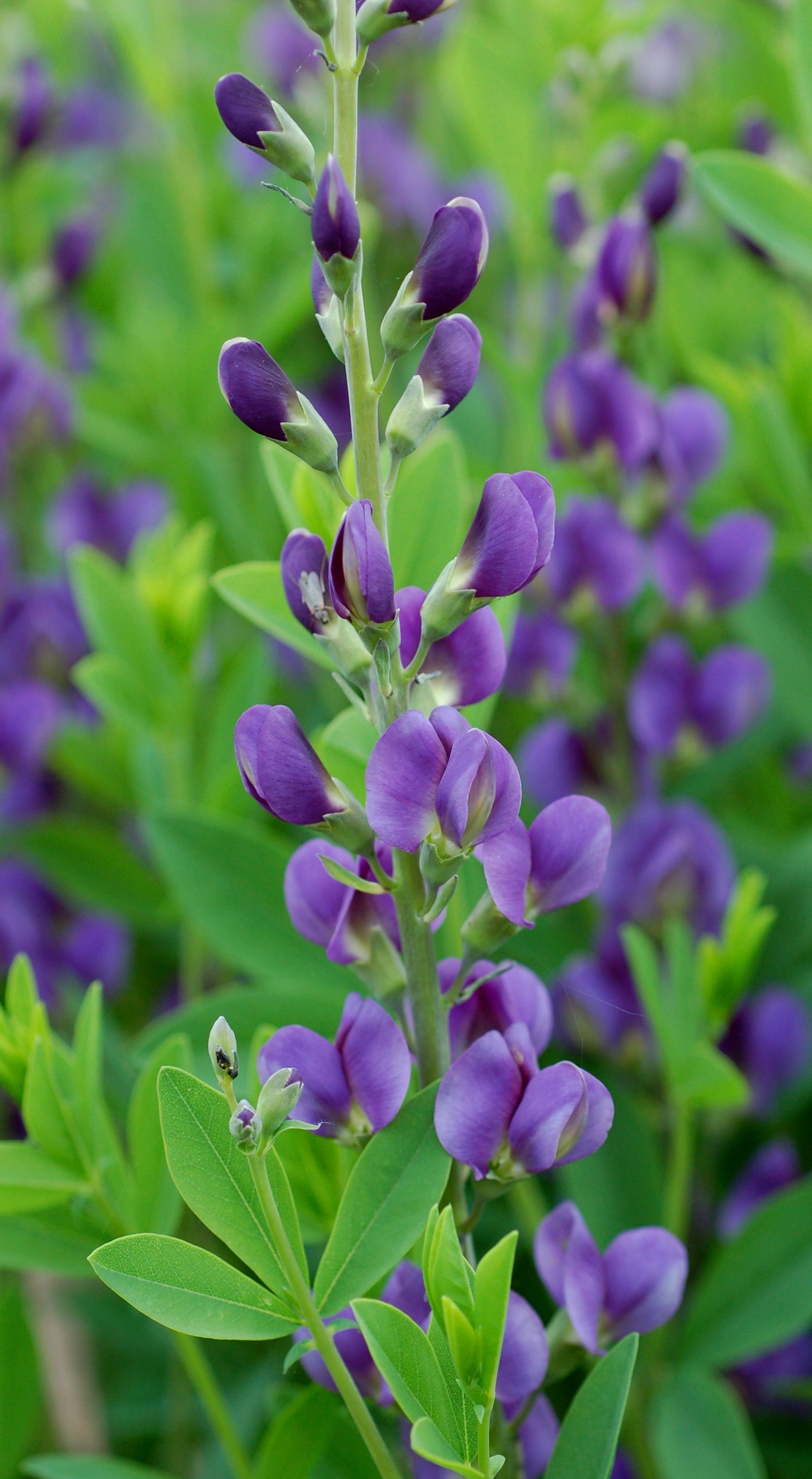 images/plants/baptisia/bap-royal-purple/bap-royal-purple-0008.jpg