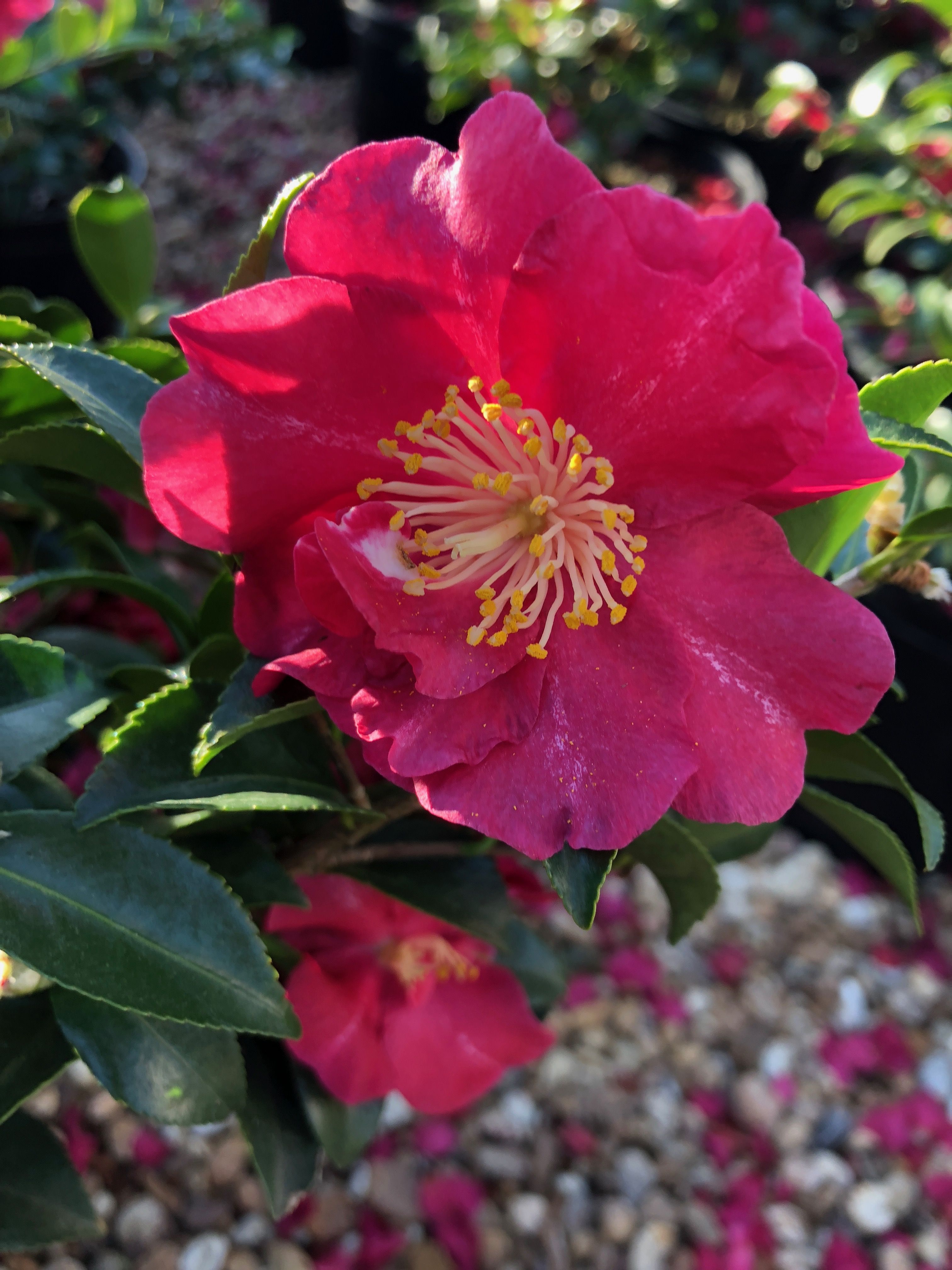 images/plants/camellia/cam-october-magic-rose/cam-october-magic-rose-0011.jpg