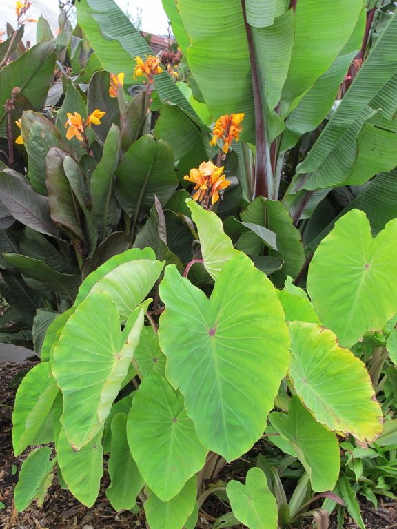 images/plants/colocasia/col-red-eyed-gecko/col-red-eyed-gecko-0012.jpg