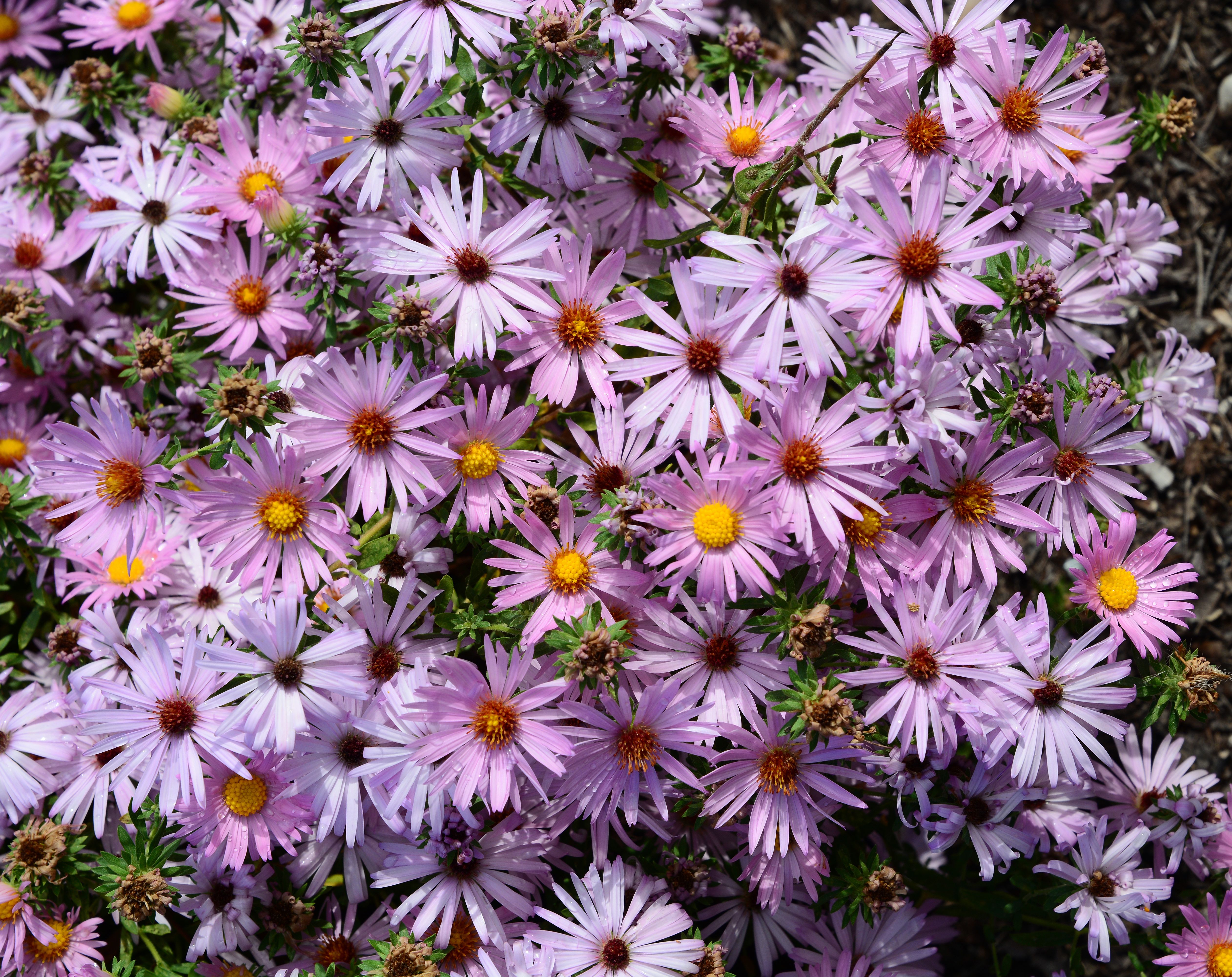 images/plants/aster/ast-cotton-candy/ast-cotton-candy-0003.jpg