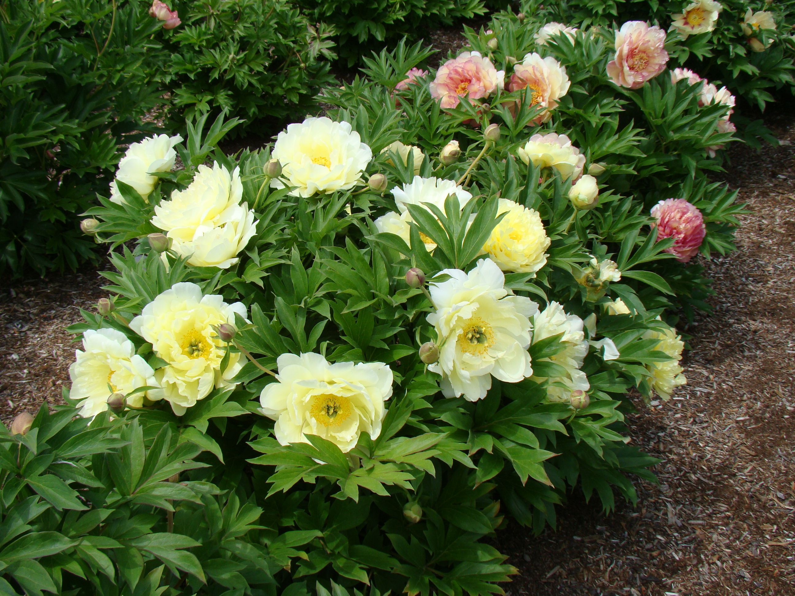 images/plants/paeonia/pae-golden-ticket/pae-golden-ticket-0006.JPG
