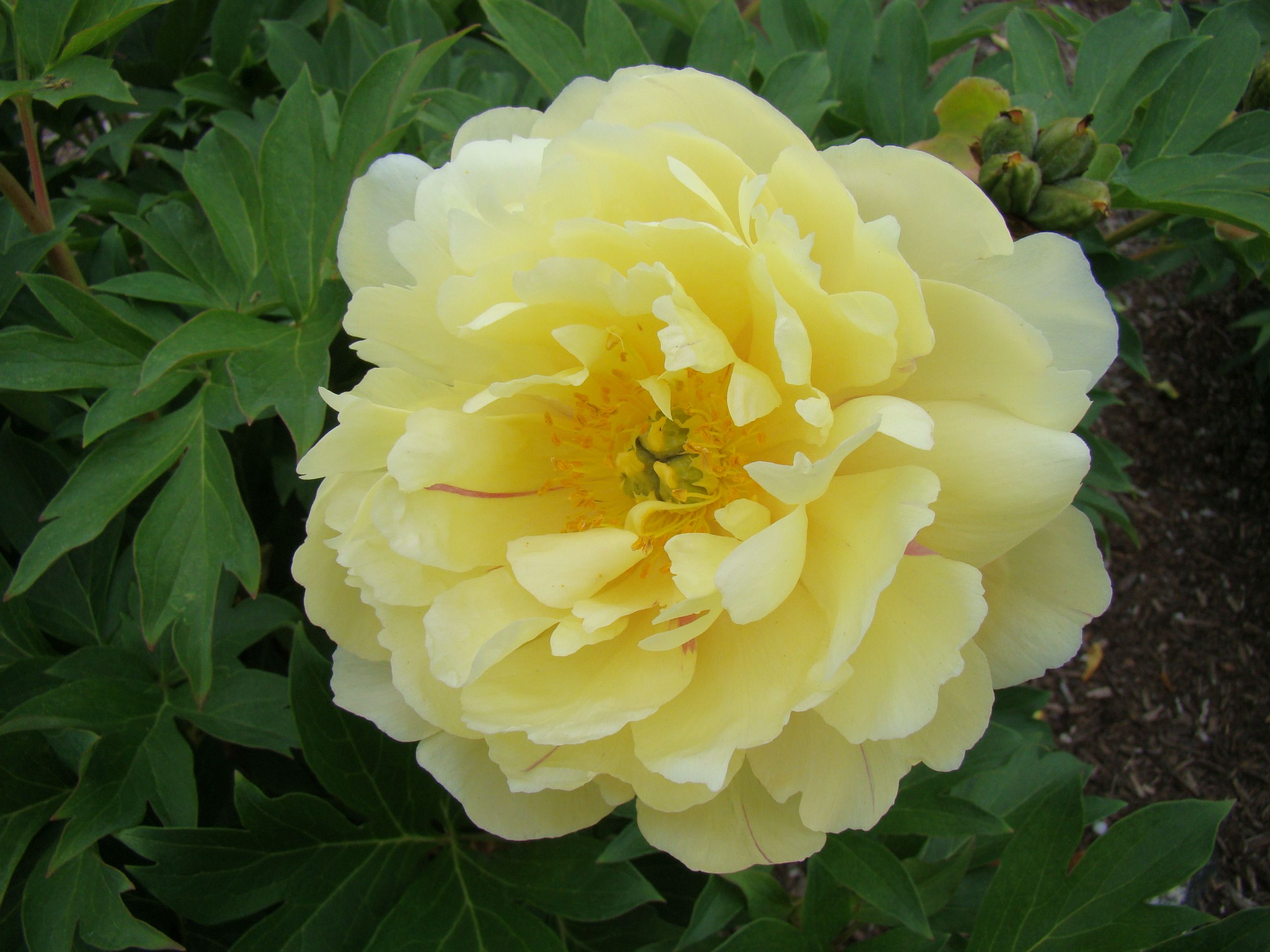 images/plants/paeonia/pae-golden-ticket/pae-golden-ticket-0001.JPG