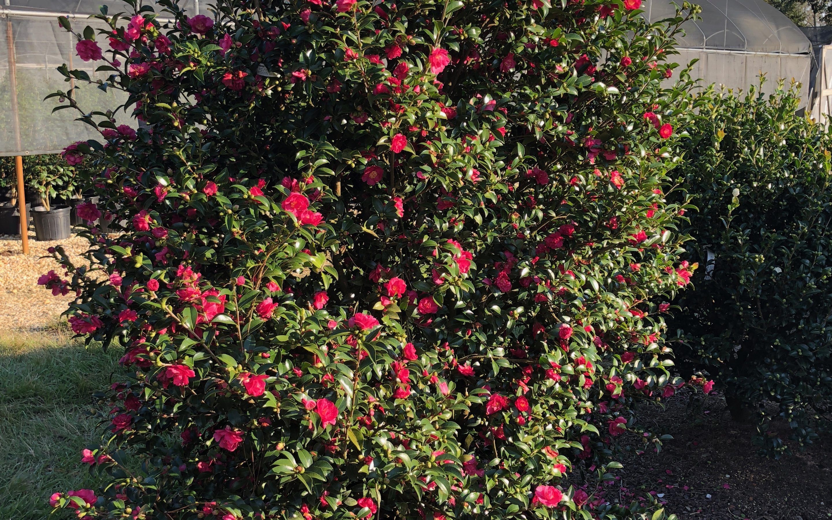 images/plants/camellia/cam-october-magic-rose/cam-october-magic-rose-0002.jpg
