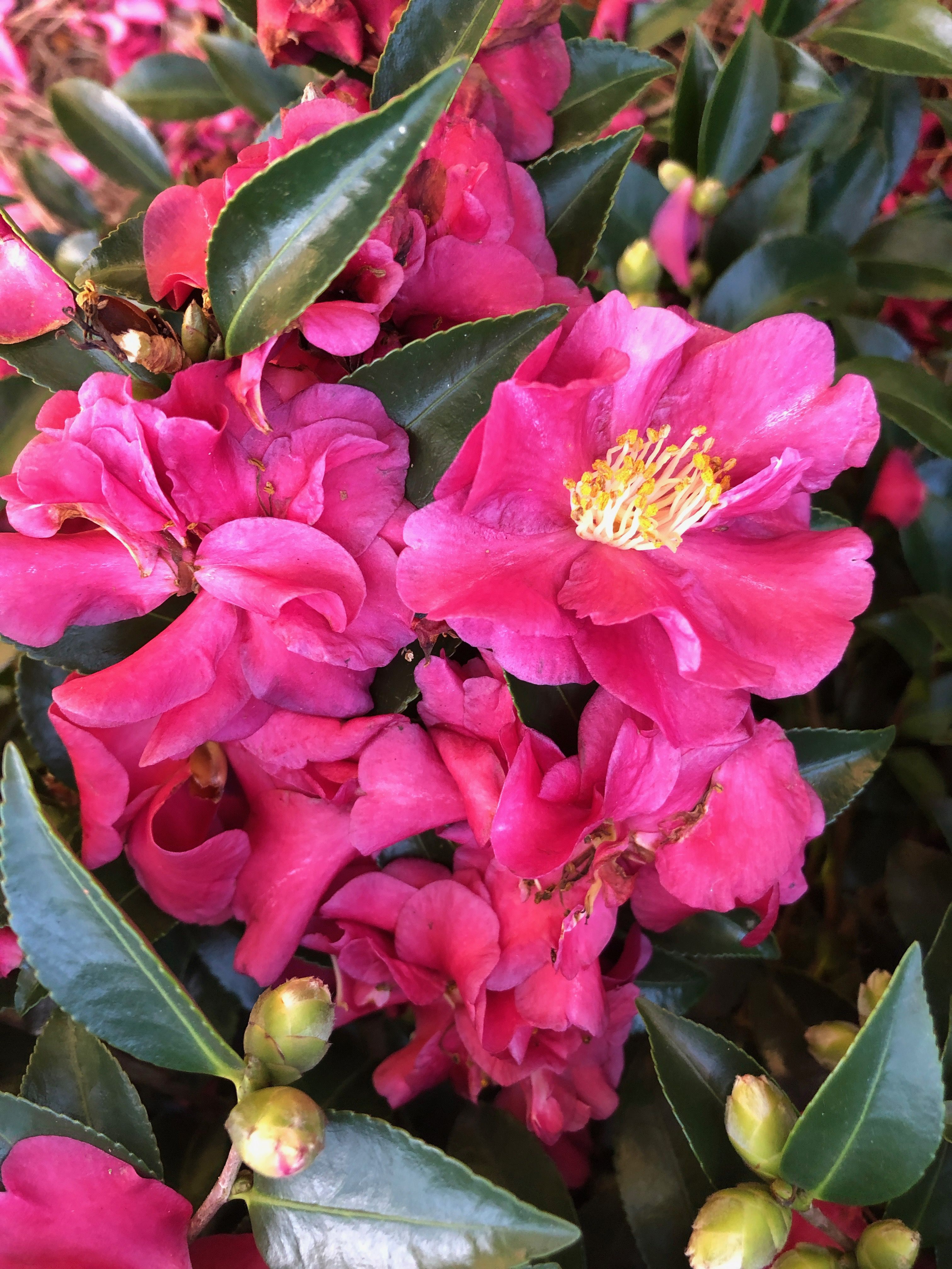 images/plants/camellia/cam-october-magic-rose/cam-october-magic-rose-0005.jpg