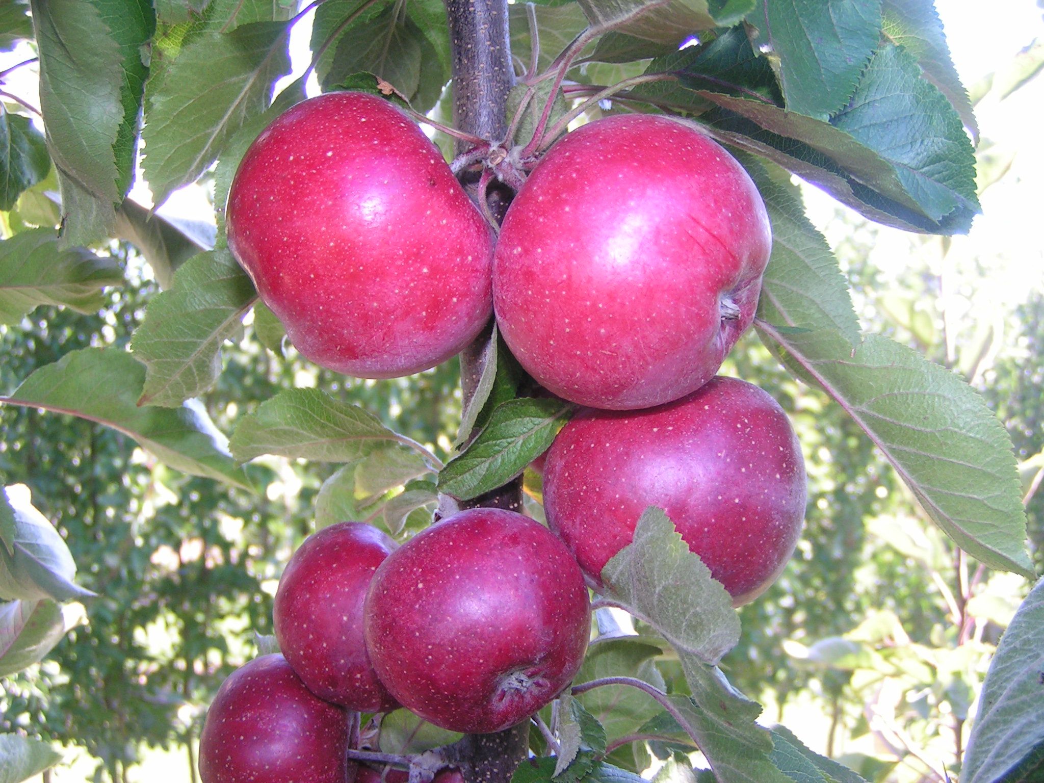 images/plants/malus/mal-all-red/mal-all-red-0010.jpg