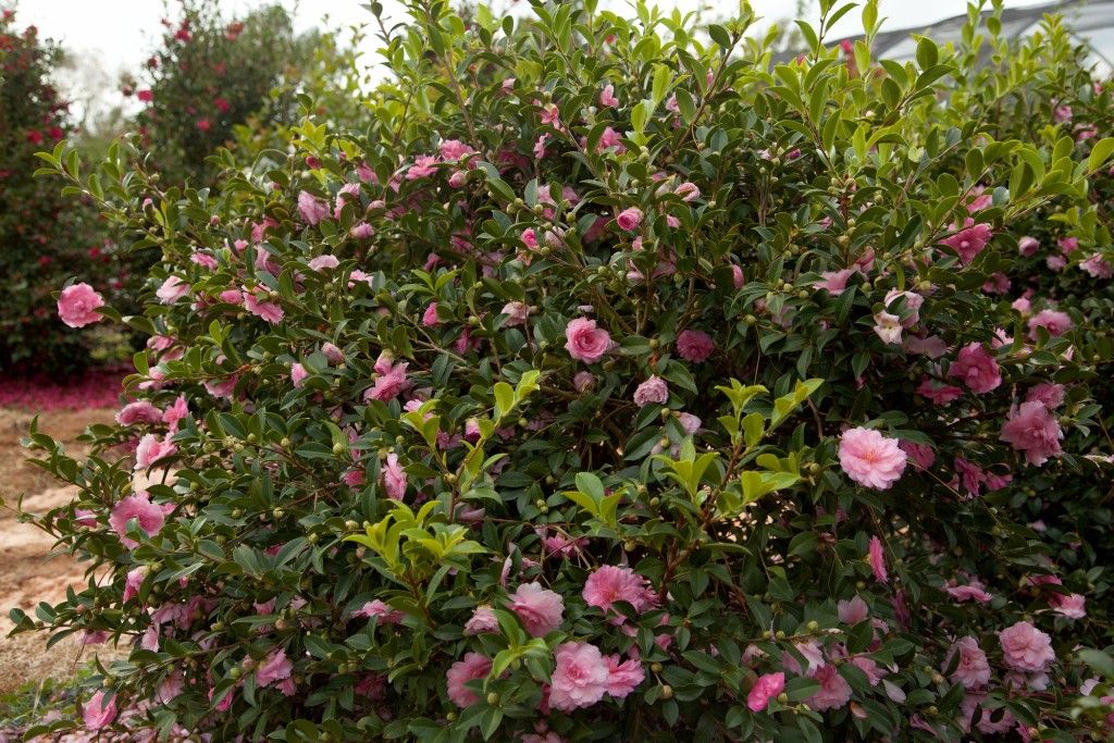 images/plants/camellia/cam-october-magic-pink-perplexion/cam-october-magic-pink-perplexion-0011.jpg