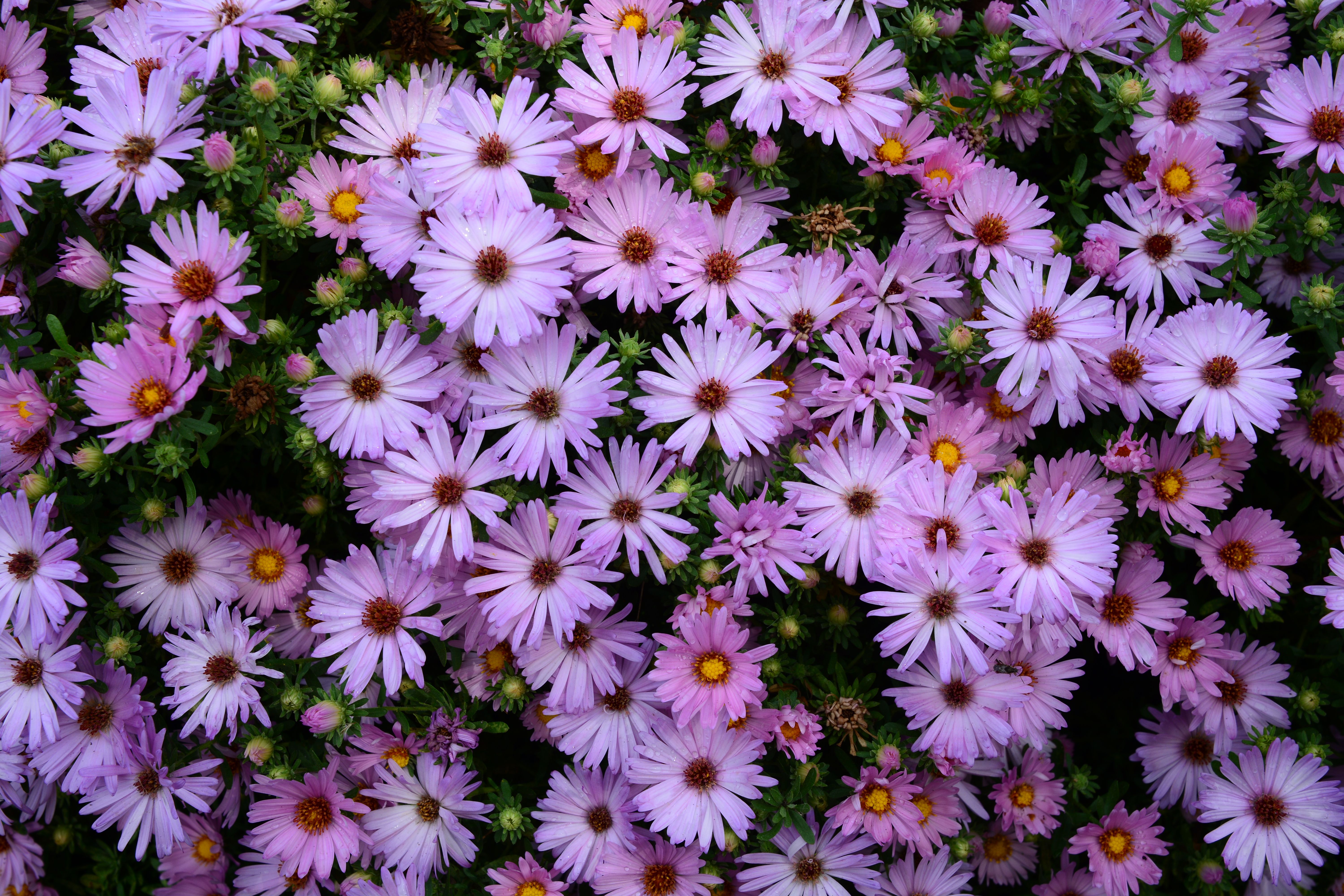 images/plants/aster/ast-billowing-pink/ast-billowing-pink-0006.jpg