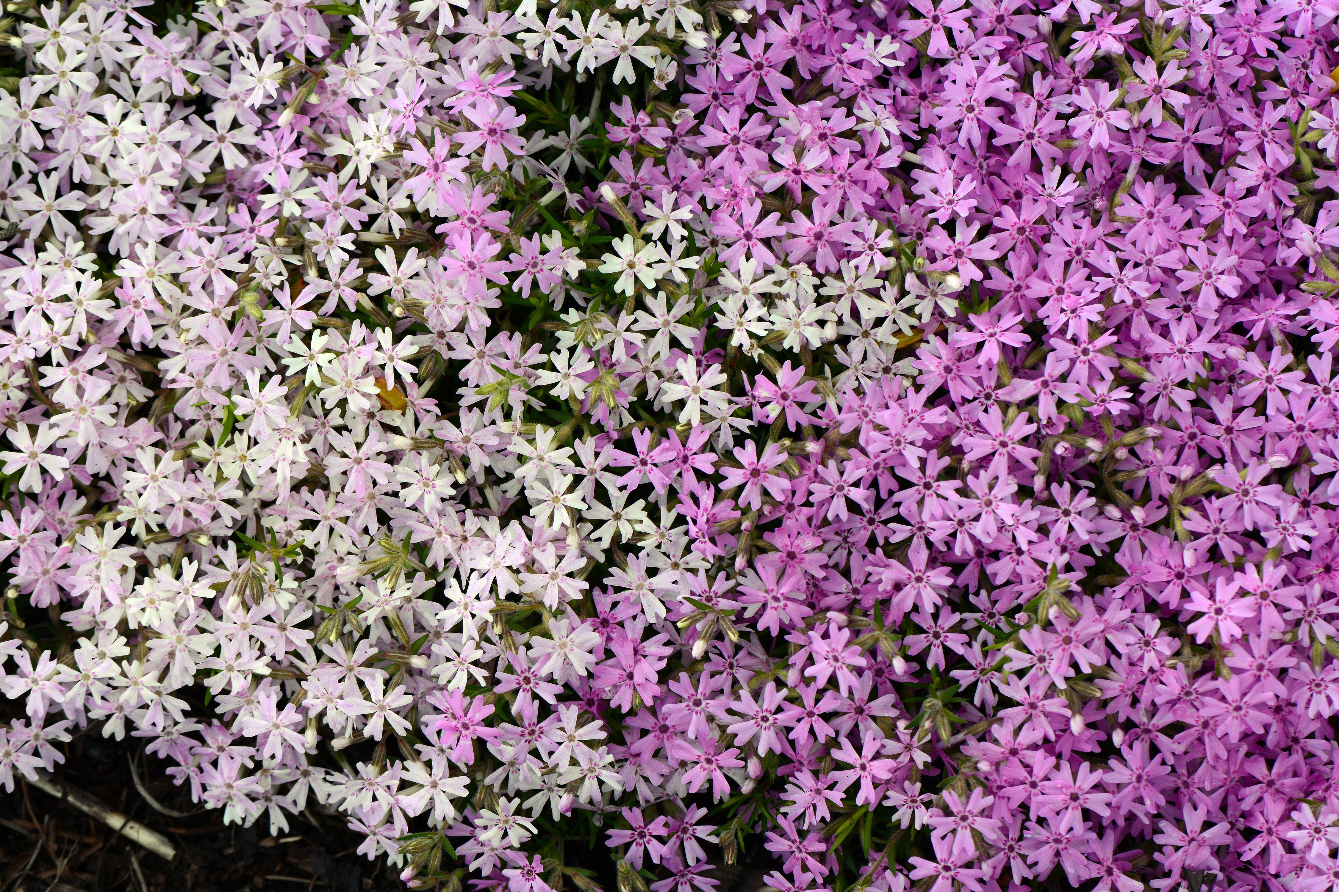 images/plants/phlox/phl-perfectly-puzzling/phl-perfectly-puzzling-0001.jpg