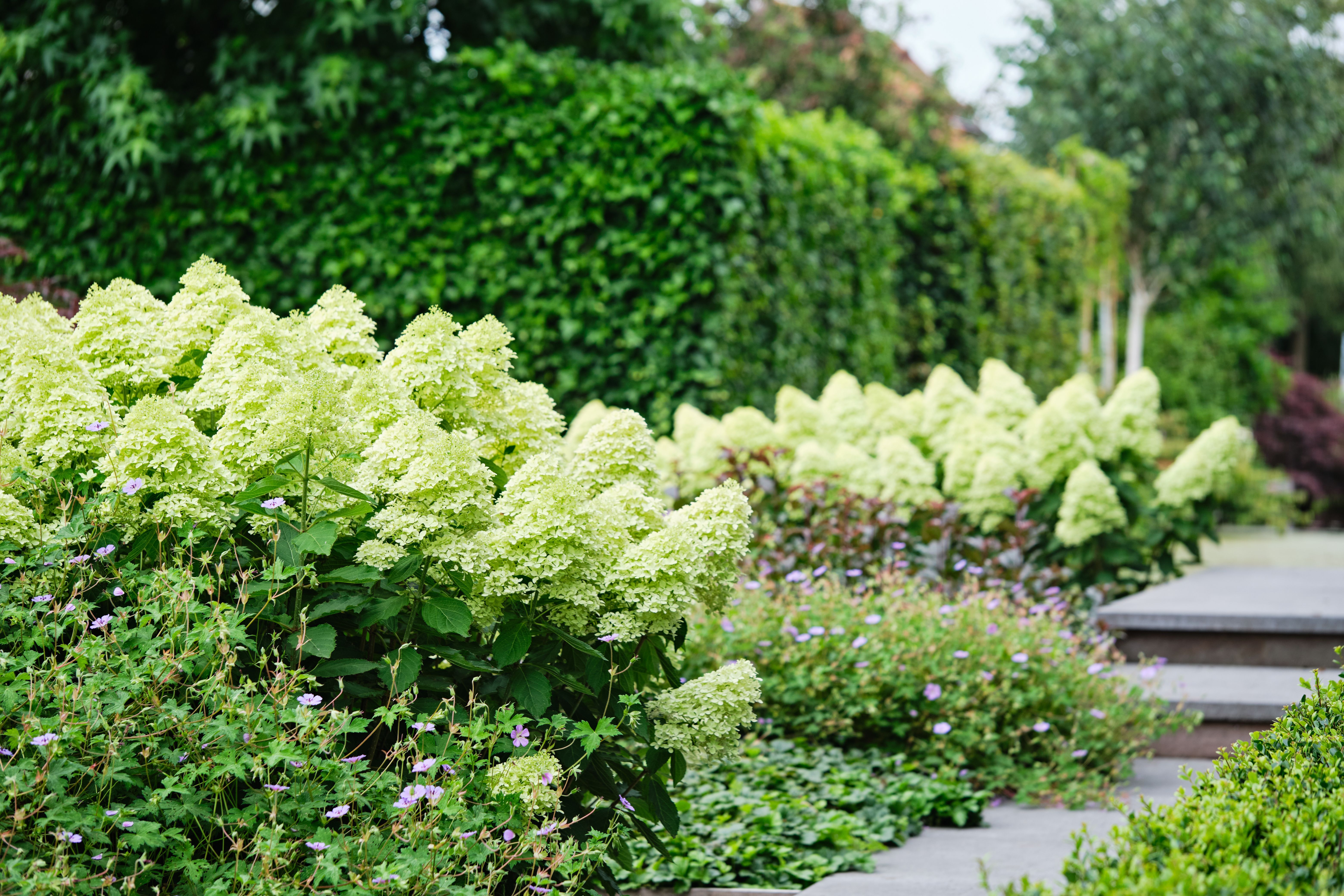 images/plants/hydrangea/hyd-magical-lime-sparkle/hyd-pan-magical-lime-sparkle-0005.jpg