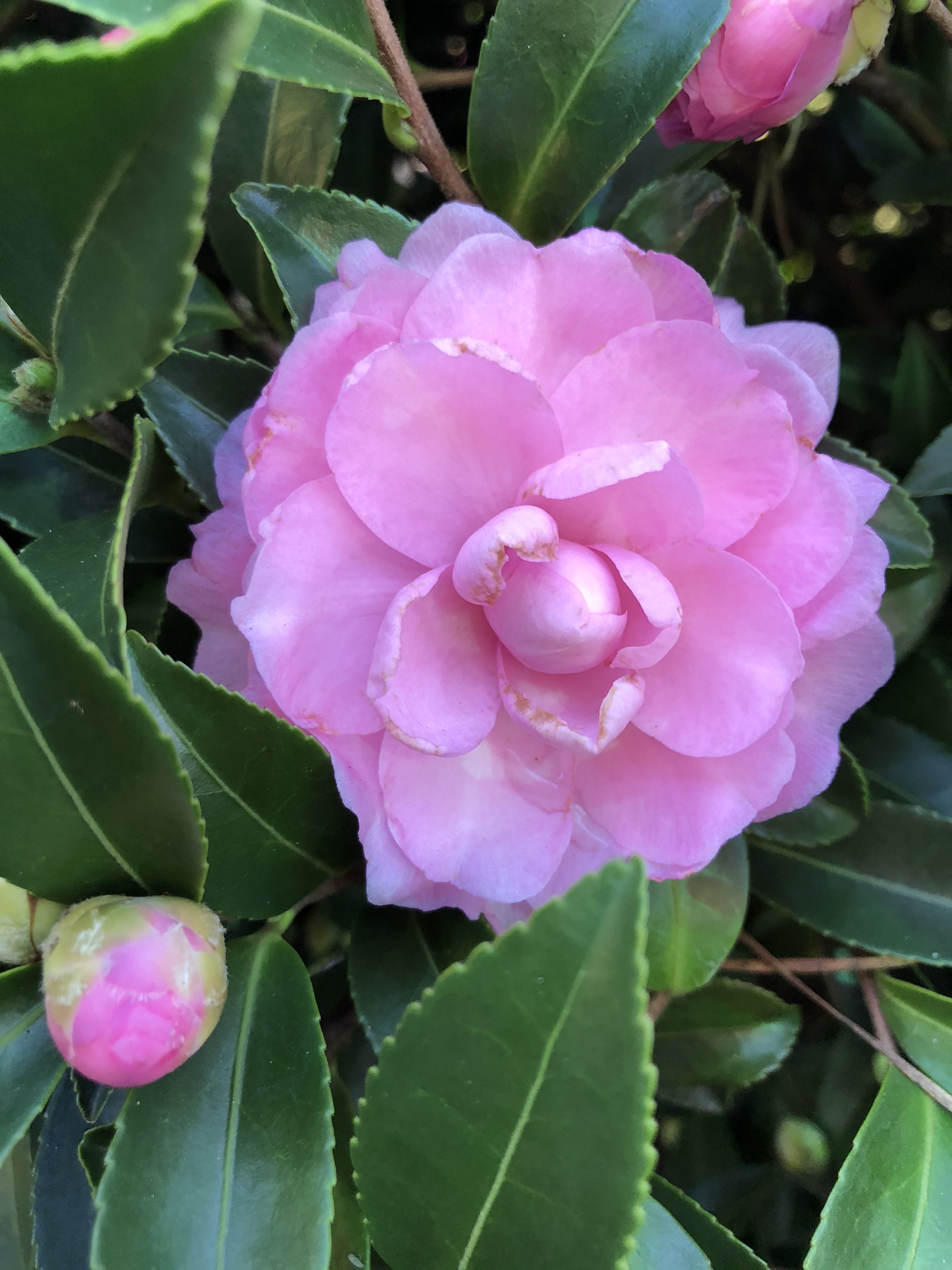 images/plants/camellia/cam-october-magic-pink-perplexion/cam-october-magic-pink-perplexion-0018.jpg