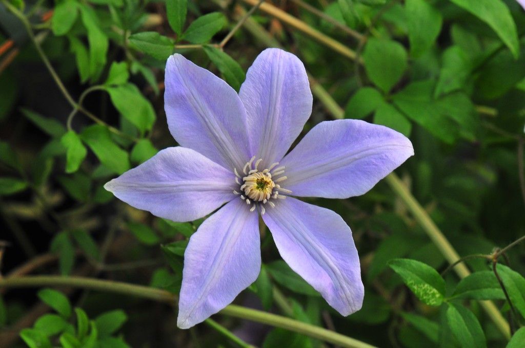 images/plants/clematis/cle-scented-clem-sugar-sweet-blue/cle-scented-clem-sugar-sweet-blue-0002.jpg