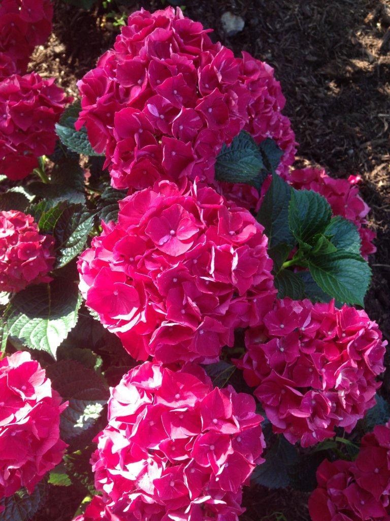 images/plants/hydrangea/hyd-magical-ruby-red/hyd-magical-ruby-red-0004.jpg