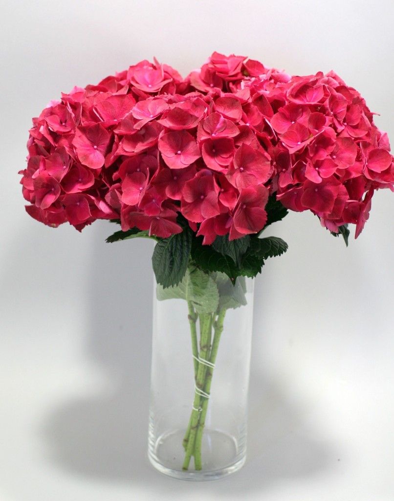 images/plants/hydrangea/hyd-magical-ruby-red/hyd-magical-ruby-red-0003.jpg