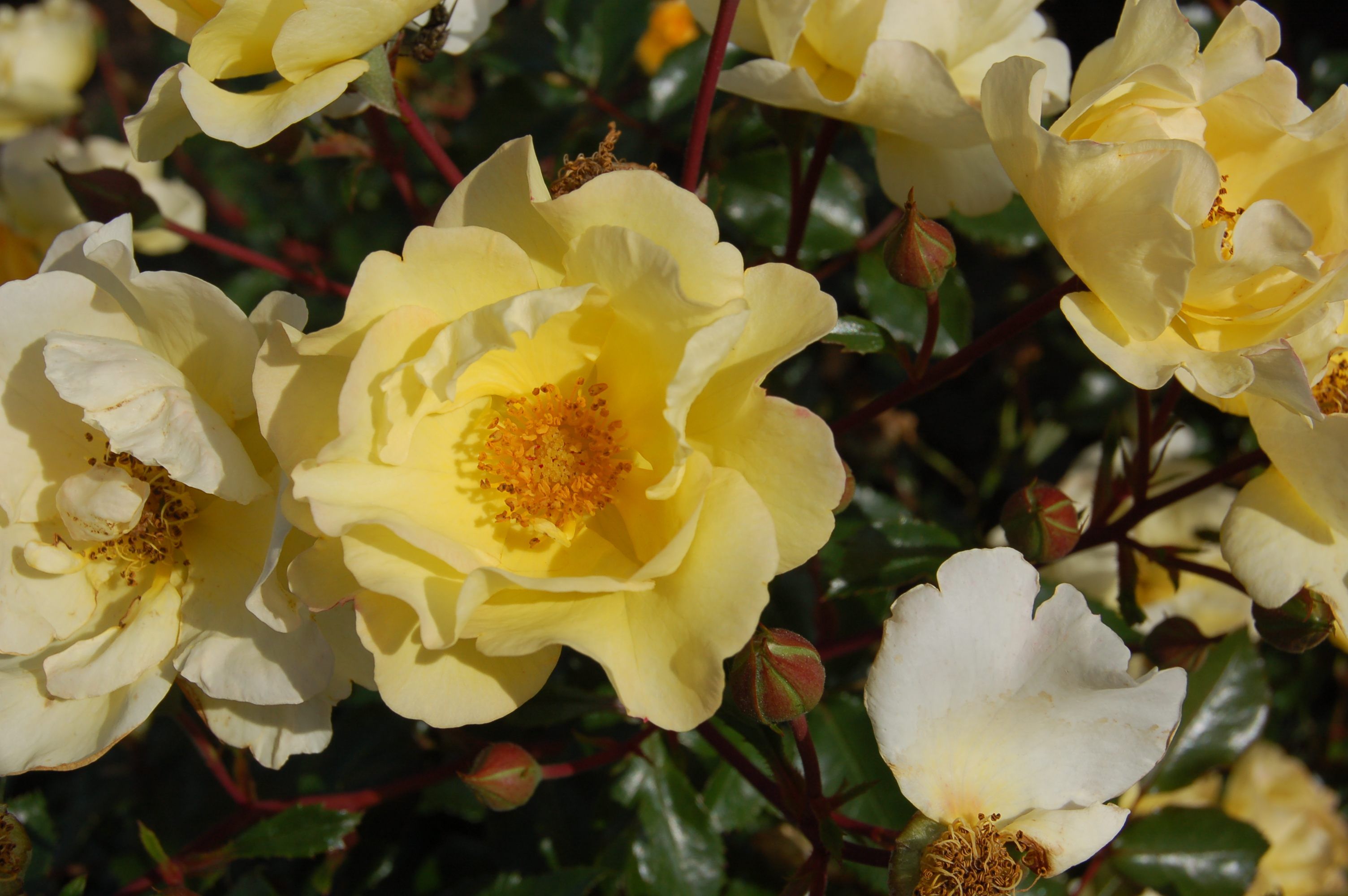 images/plants/rosa/ros-nitty-gritty-yellow/ros-nitty-gritty-yellow-0001.jpg