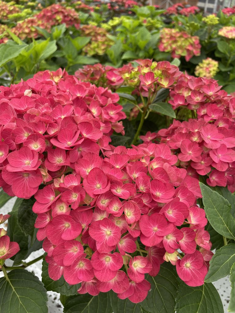 images/plants/hydrangea/hyd-magical-moulin-rouge/hyd-magical-moulin-rouge-0002.jpg