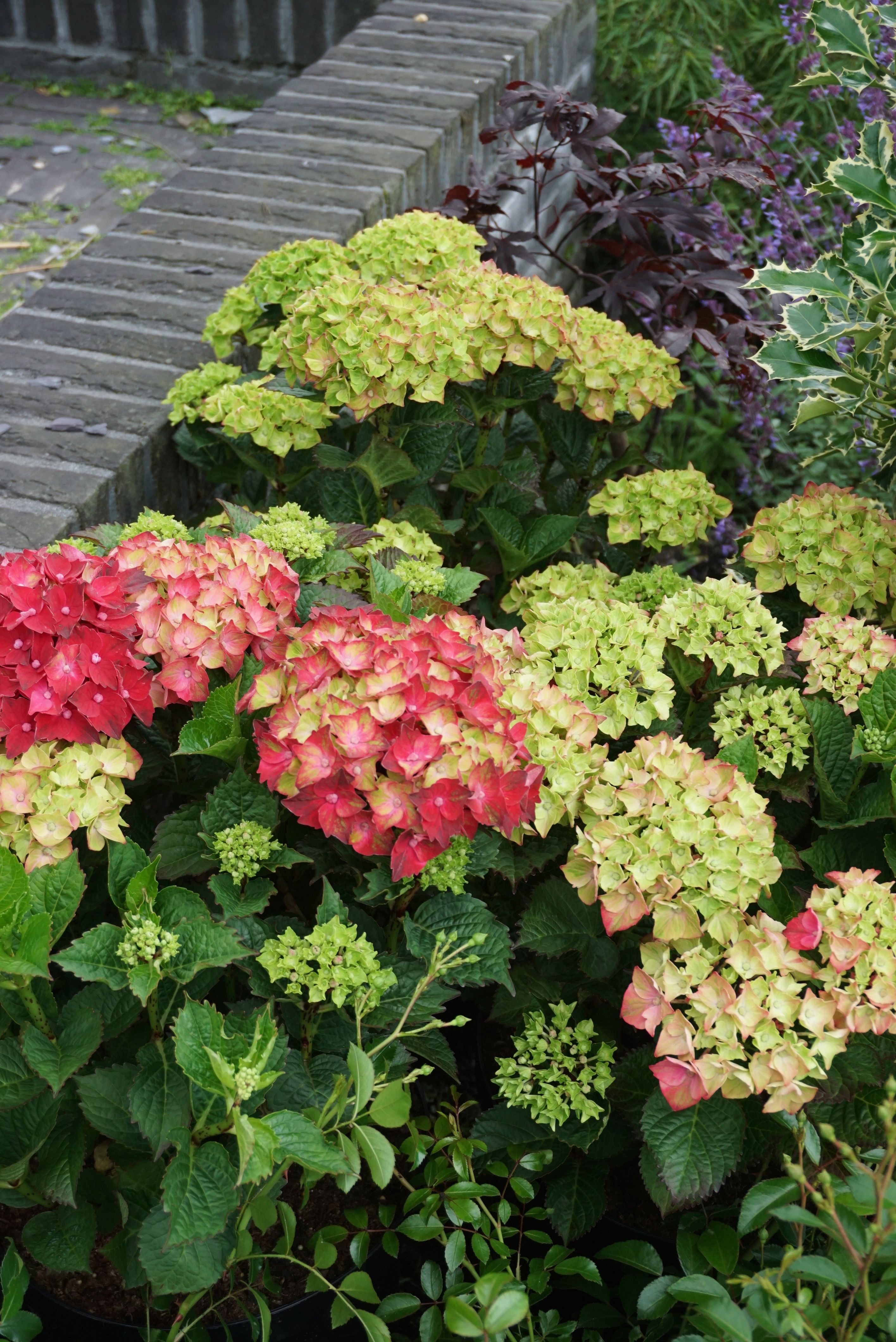 images/plants/hydrangea/hyd-magical-everlasting-crimson/hyd-magical-everlasting-crimson-0015.jpg