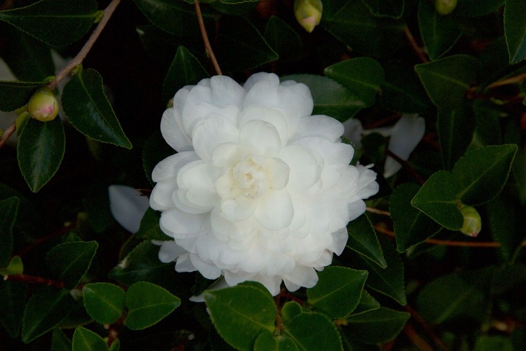images/plants/camellia/cam-october-magic-white-shi-shi/cam-october-magic-white-shi-shi-0001.jpg
