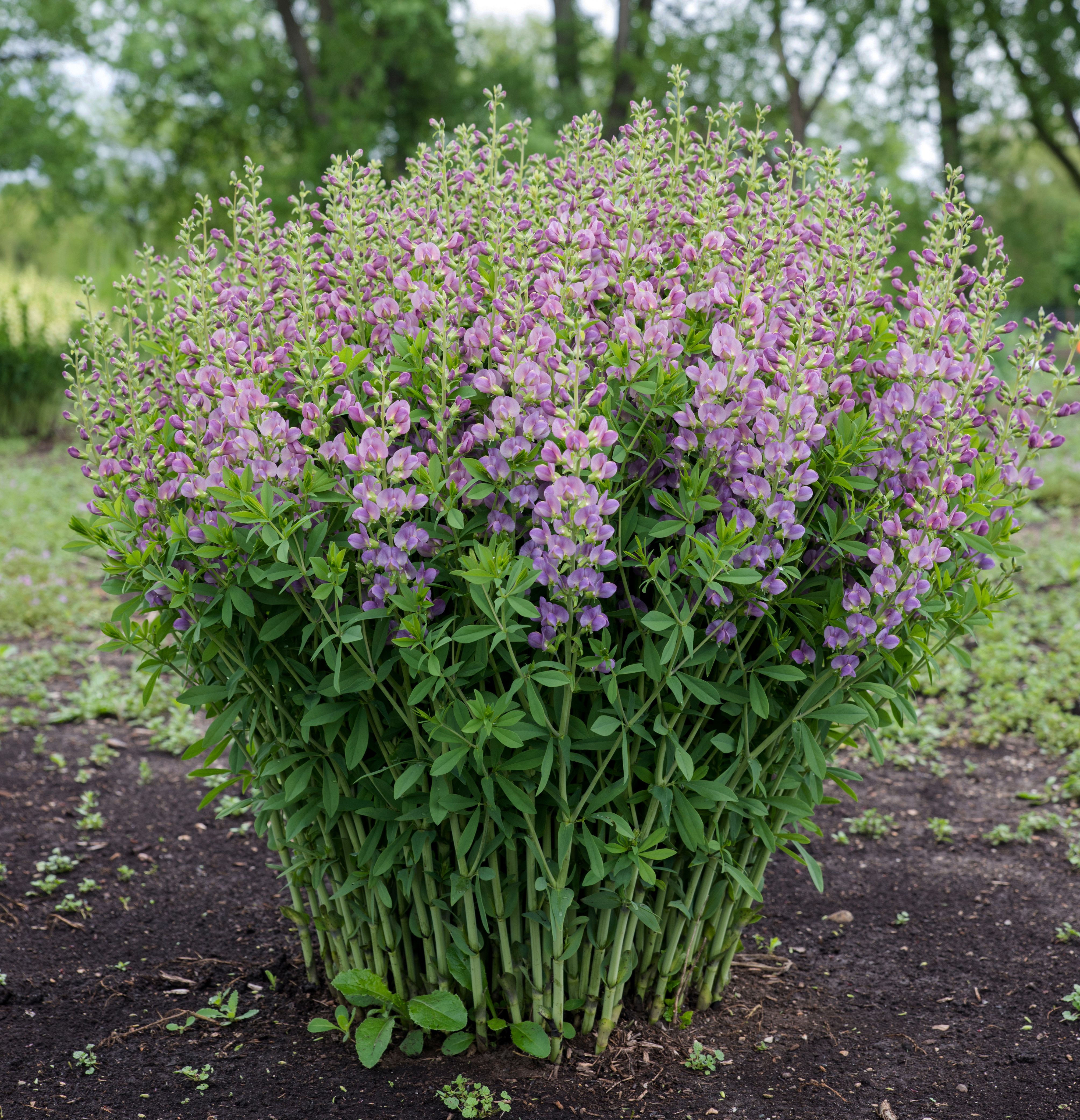 images/plants/baptisia/bap-lavendar-rose/bap-lavendar-rose-0012.jpg